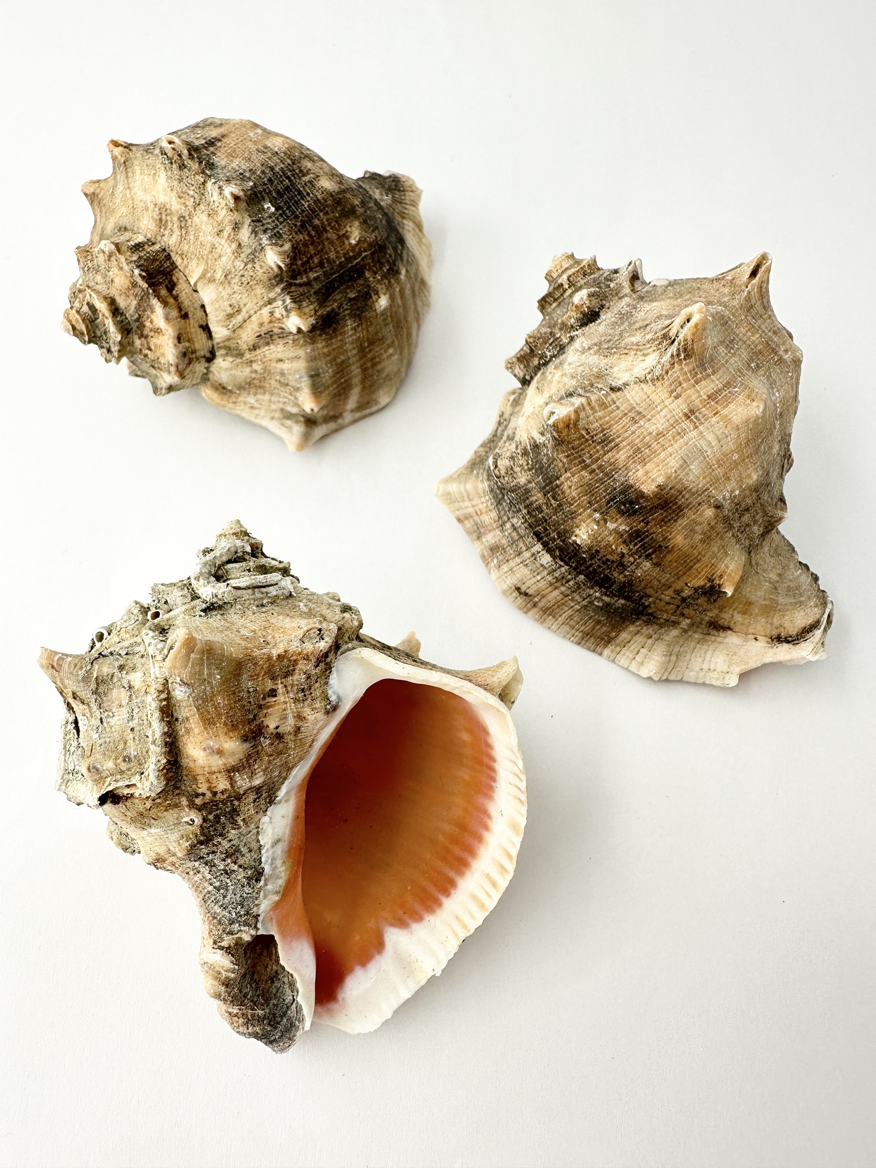アカニシ-おまかせ発送-【8ｃｍ前後/3個】   En: Rapana venosa (Size:8cm, per 3pcs) 貝殻