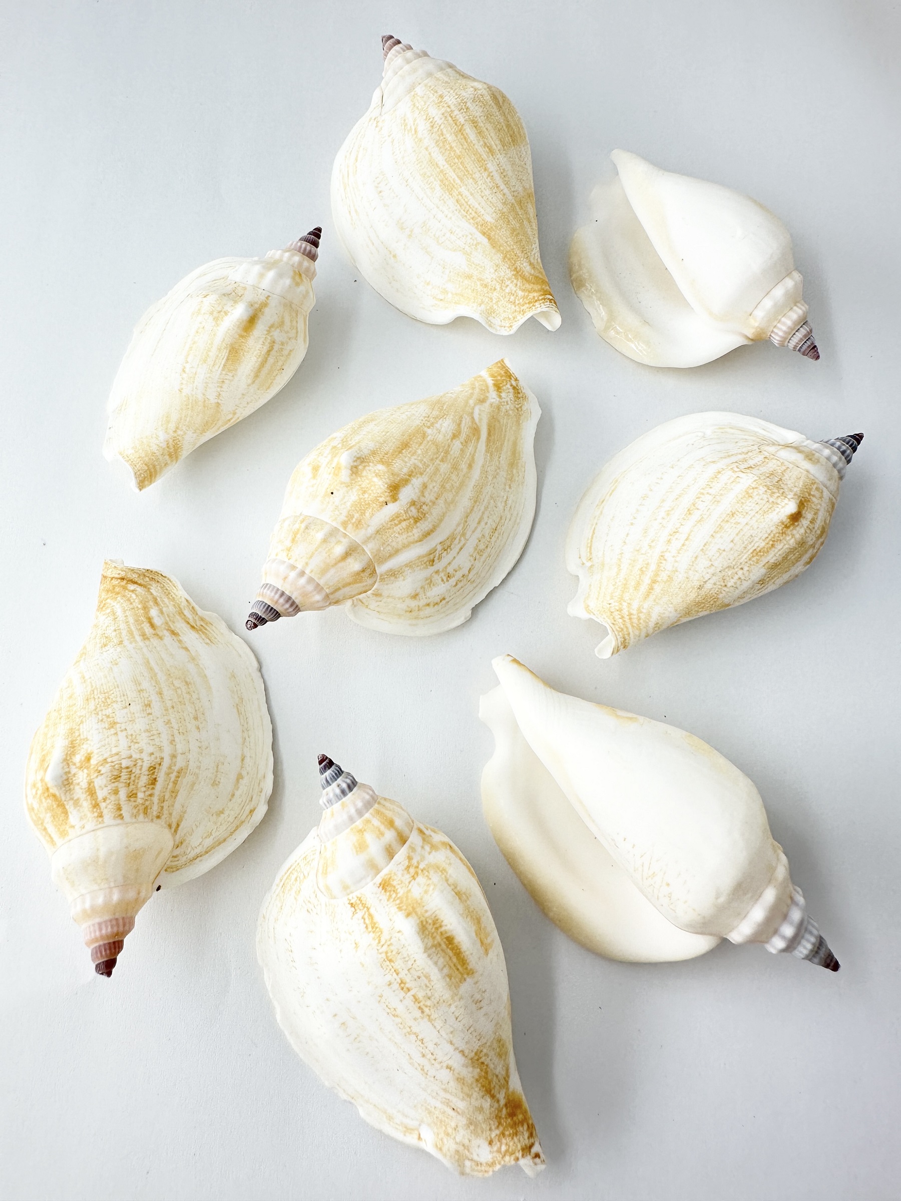 ホカケソデガイ【約6～7.5ｃｍ/500g 】  En:Strombus epidromis (size:6-7.5cm, per 500g) 貝殻