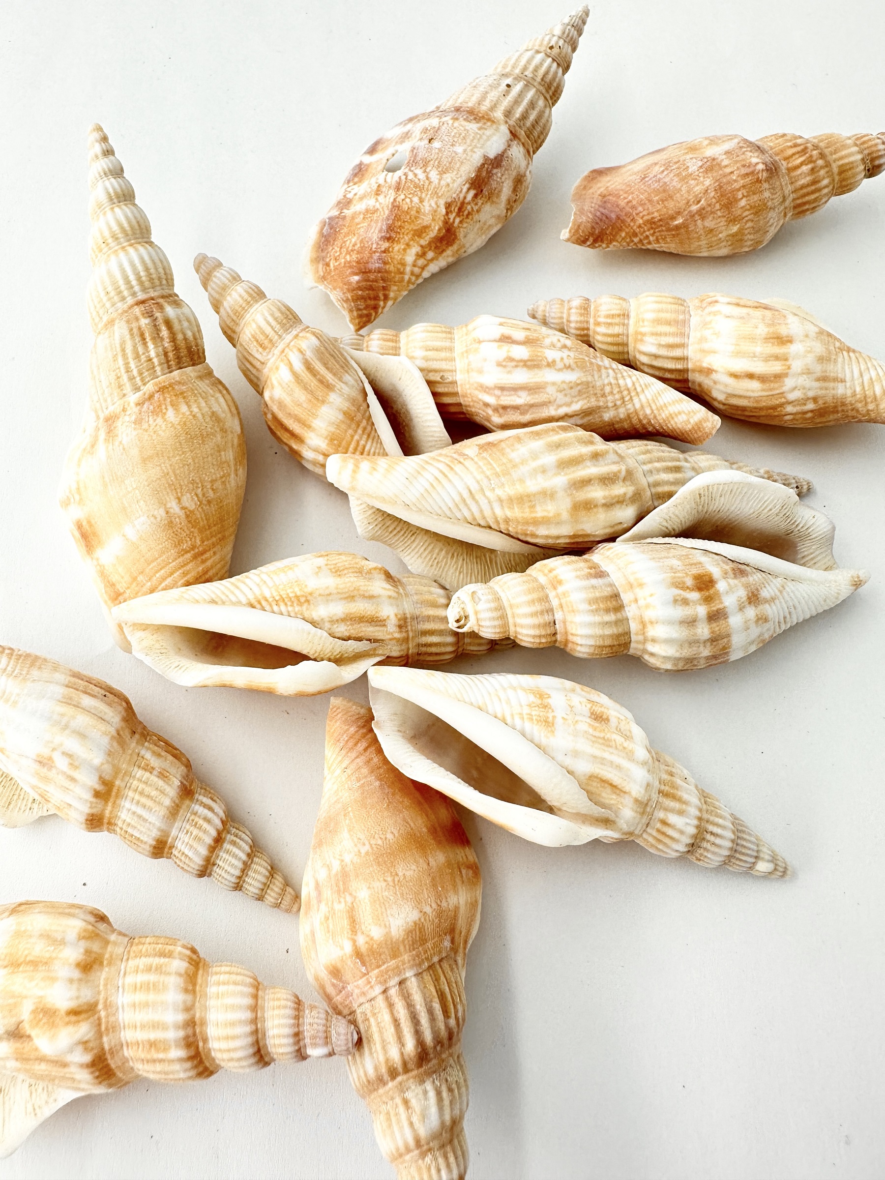 タケノコシドロ【約5～9ｃｍ】[メール便可-300ｇまで]     En:  Strombus Vittatus (Size:5-9cm) 貝殻