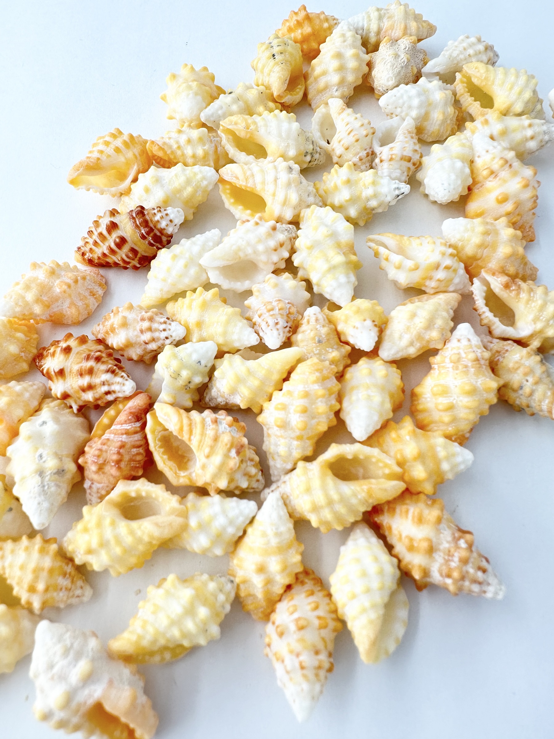 コーナス【約2～2.5ｃｍ/100ｇ】[メール便可-4袋まで]    En: Drupella cornus (size: 2-2.5cm, per 100g) 貝殻