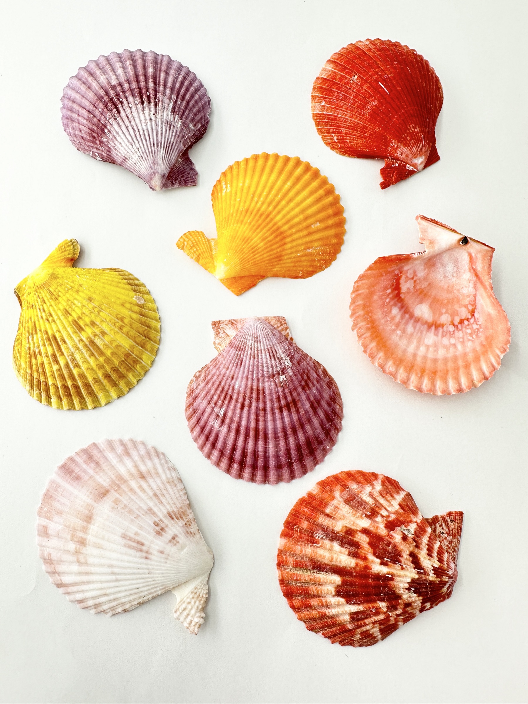 ヒオウギガイ-片面-ミックス【6cm前後/10枚入】[メール便可-4袋まで]En: Pecten Nobilis assorted color (size:6±0.5cm, per 10pcs)
