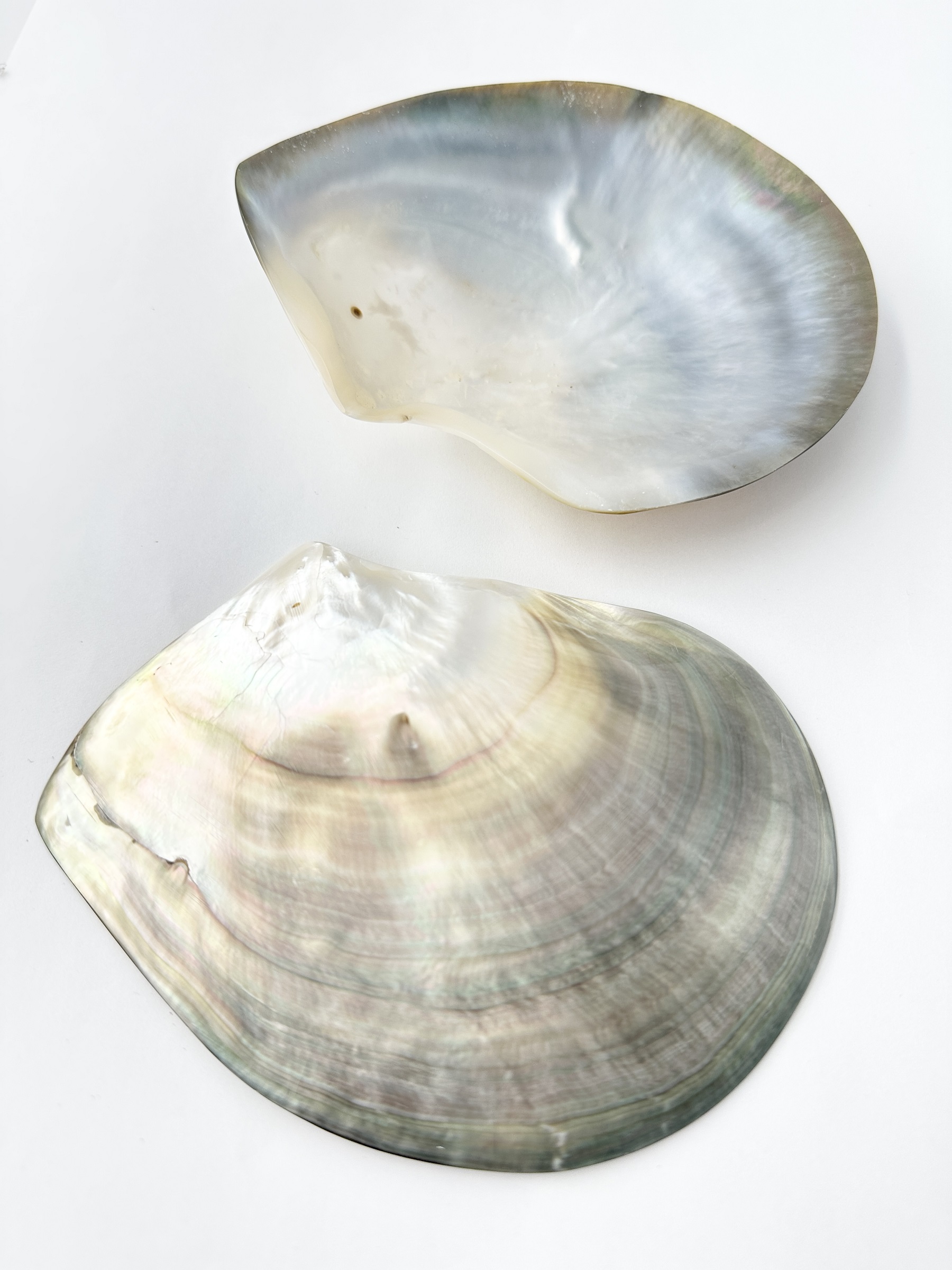 クロチョウガイ磨き【11ｃｍ前後/1枚】 En: Black MOP polished (size:11cm, per 1pc) 貝殻