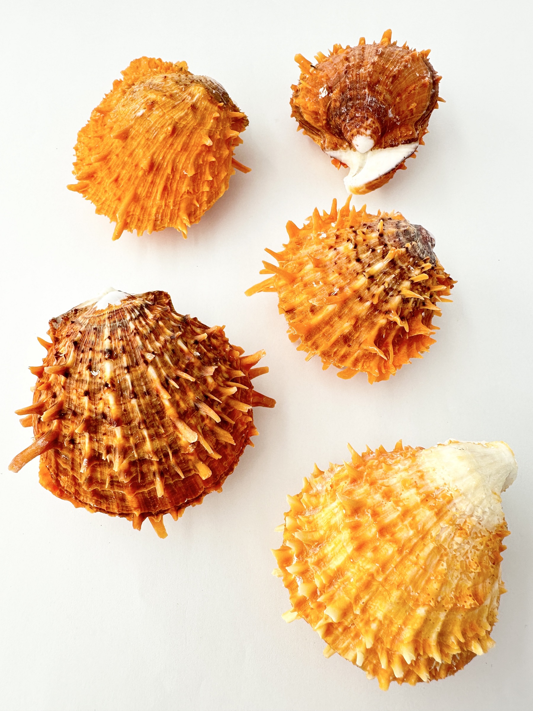 ウミギク【約7～9ｃｍ/1個】   En:Spondylus barbatus (Sixe:7-9cm,per 1pc) 貝殻