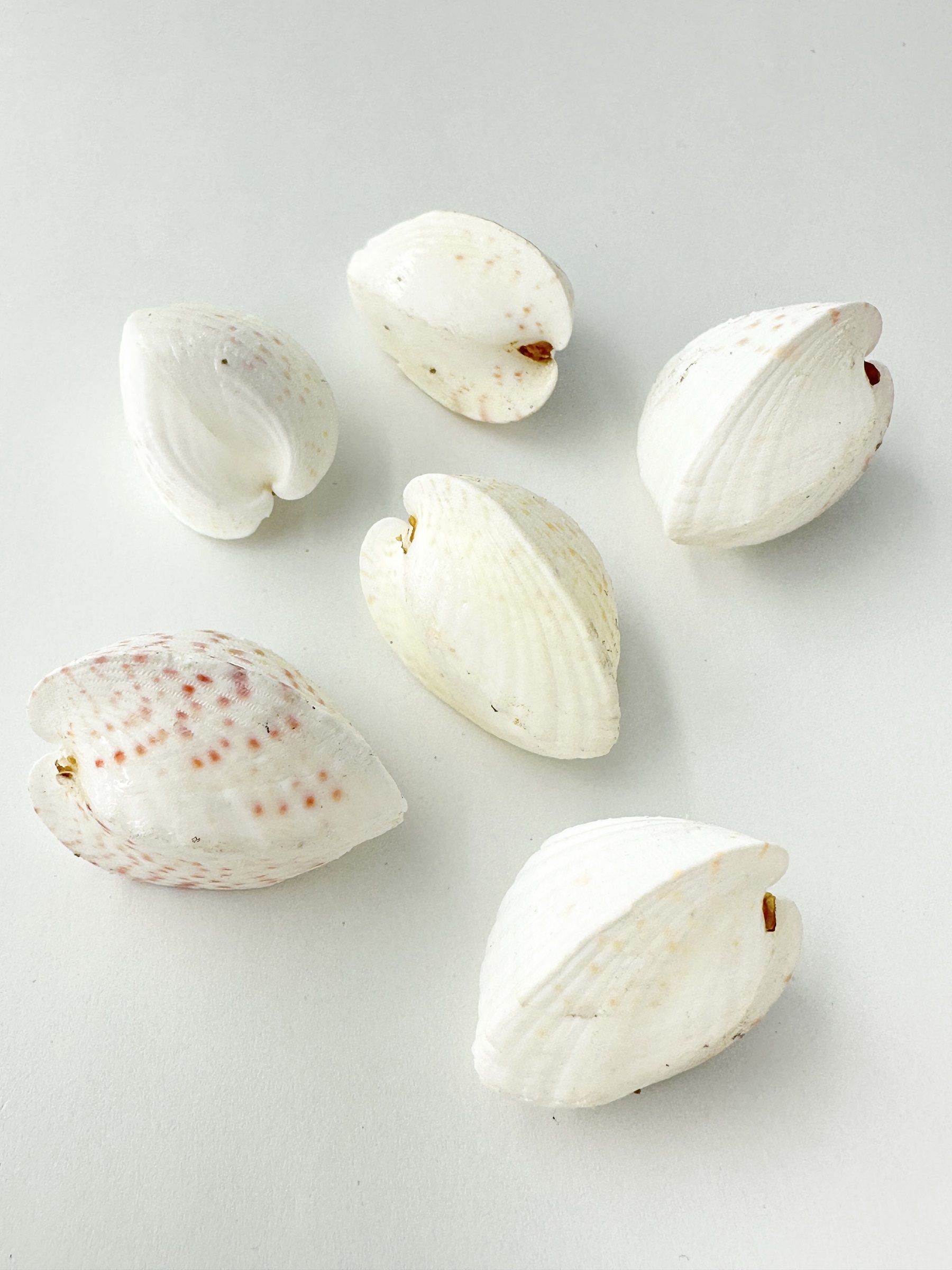 ハーフハート【約3～4ｃｍ/6個】[メール便可-6袋まで] En: Lunulicardia subretusa (Size:3-4cm, per 6pcs) 貝殻