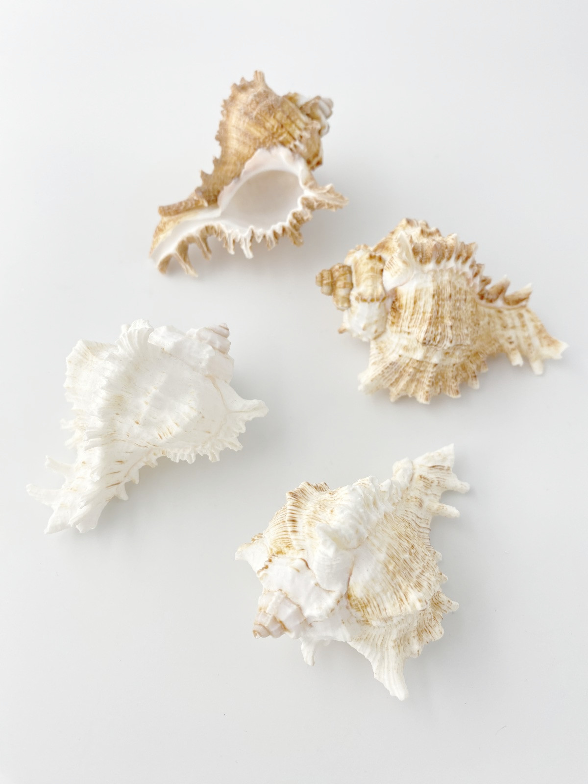 テングガイ【約8～10ｃｍ】En: Murex Ramosu (size:8-10cm) 貝殻
