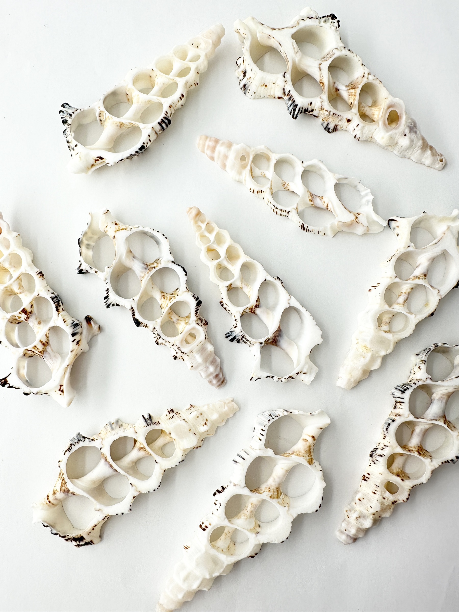 カットノドロソン(オニノツノガイ)【約6～9cm】[メール便可]En: Shell Cut, Crethium Nodolosum 貝殻