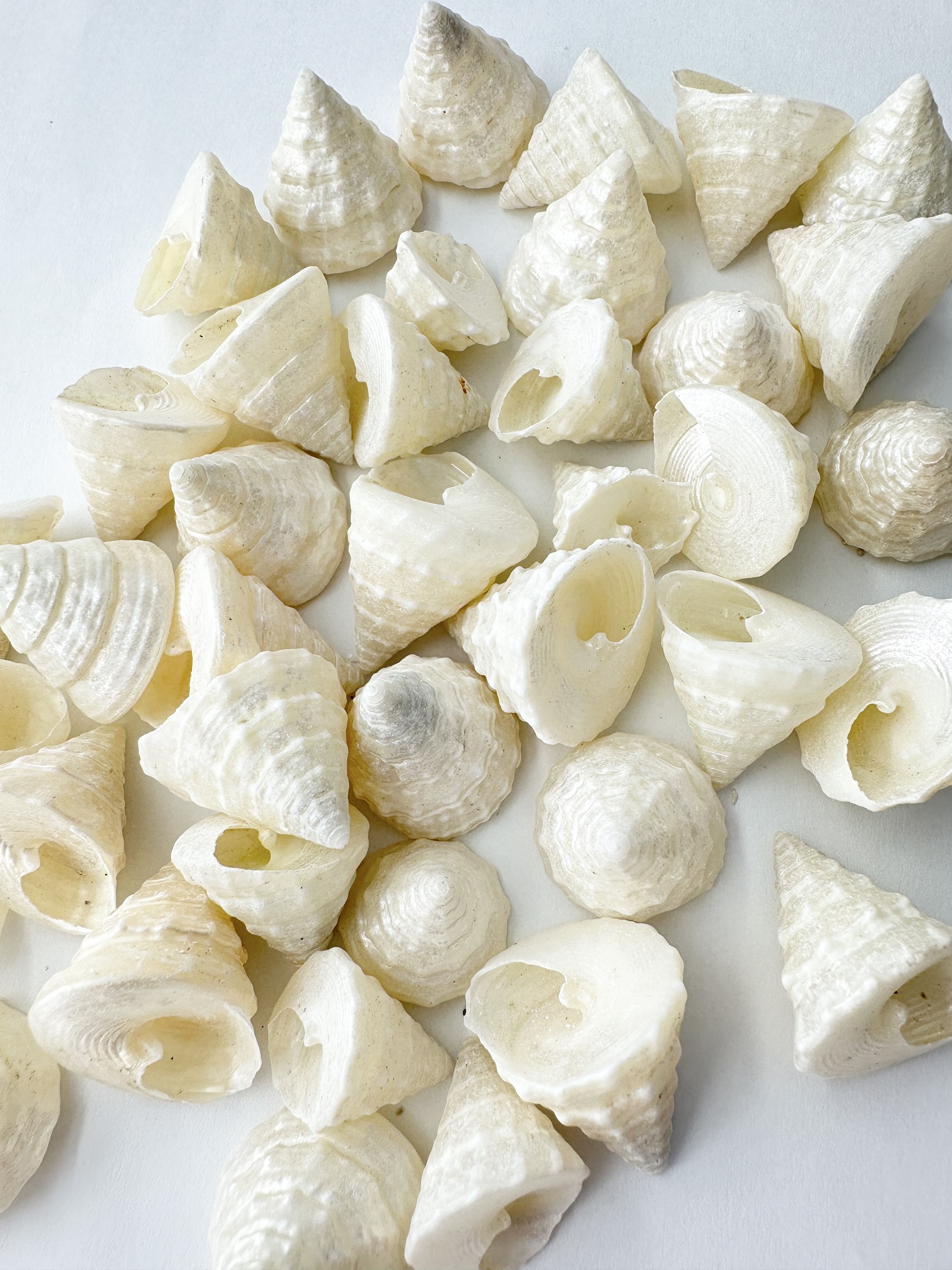 グランディナ磨き【約1～3cm/100ｇ】[メール便可-2袋まで]  En: Echinellopsis grandinatus pealized (size: 1-3cm, per 100g)