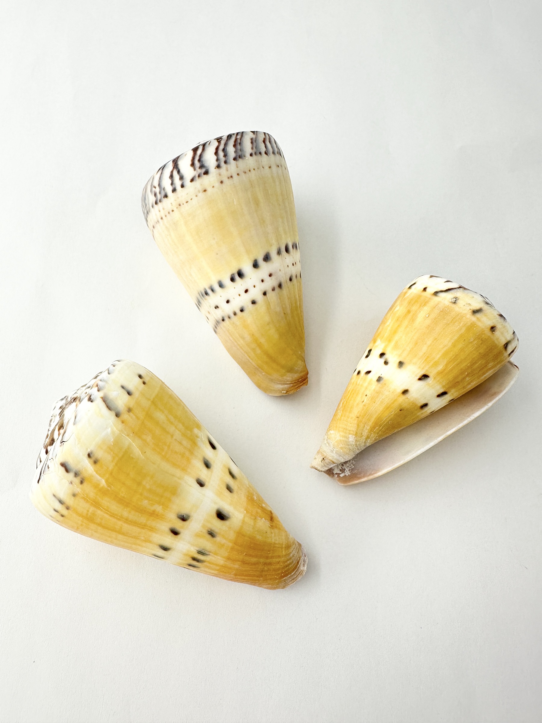 イタチイモ（自然）【7cm前後/1個】 En:  Conus mustelinus (size: 7cm, per 1pc) 貝殻
