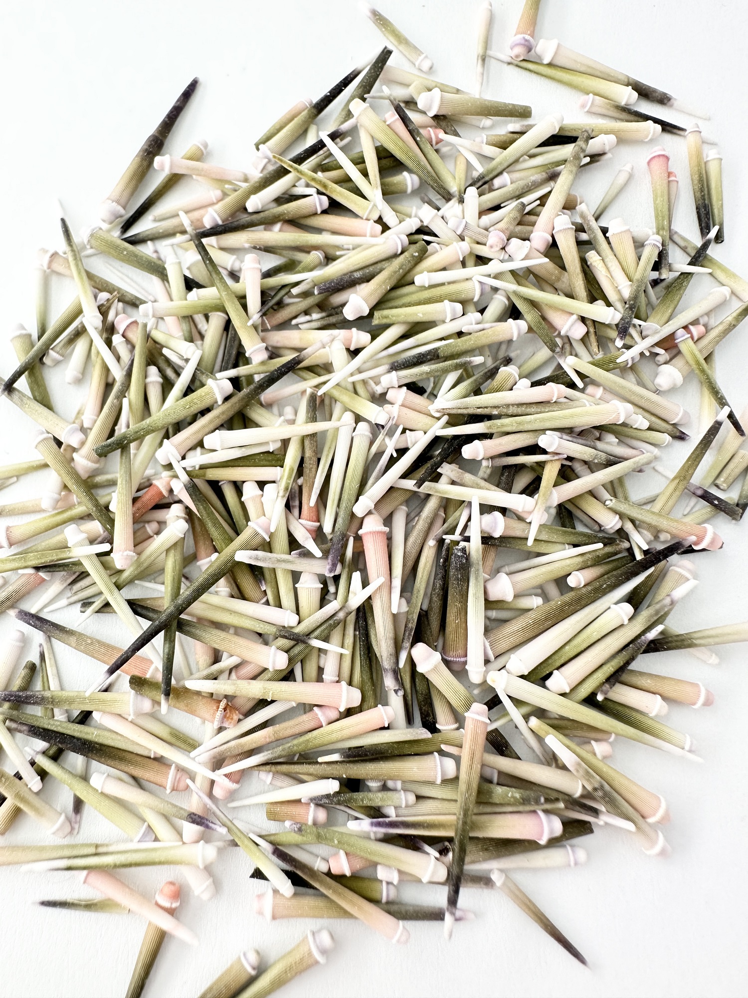 ピンクウーチンのトゲ【約0.5～2.5ｃｍ前後/約30ｇ】[メール便可-6袋まで] 貝殻