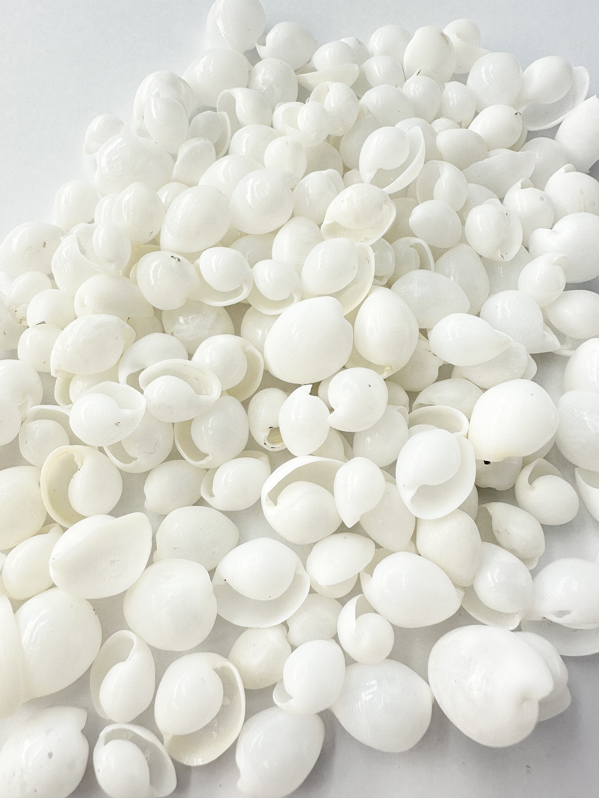 タマゴガイ【約1.2～2.0ｃｍ】[メール便可-300ｇまで]  En: white pacific atys(Size:1.2-2cm,) 貝殻