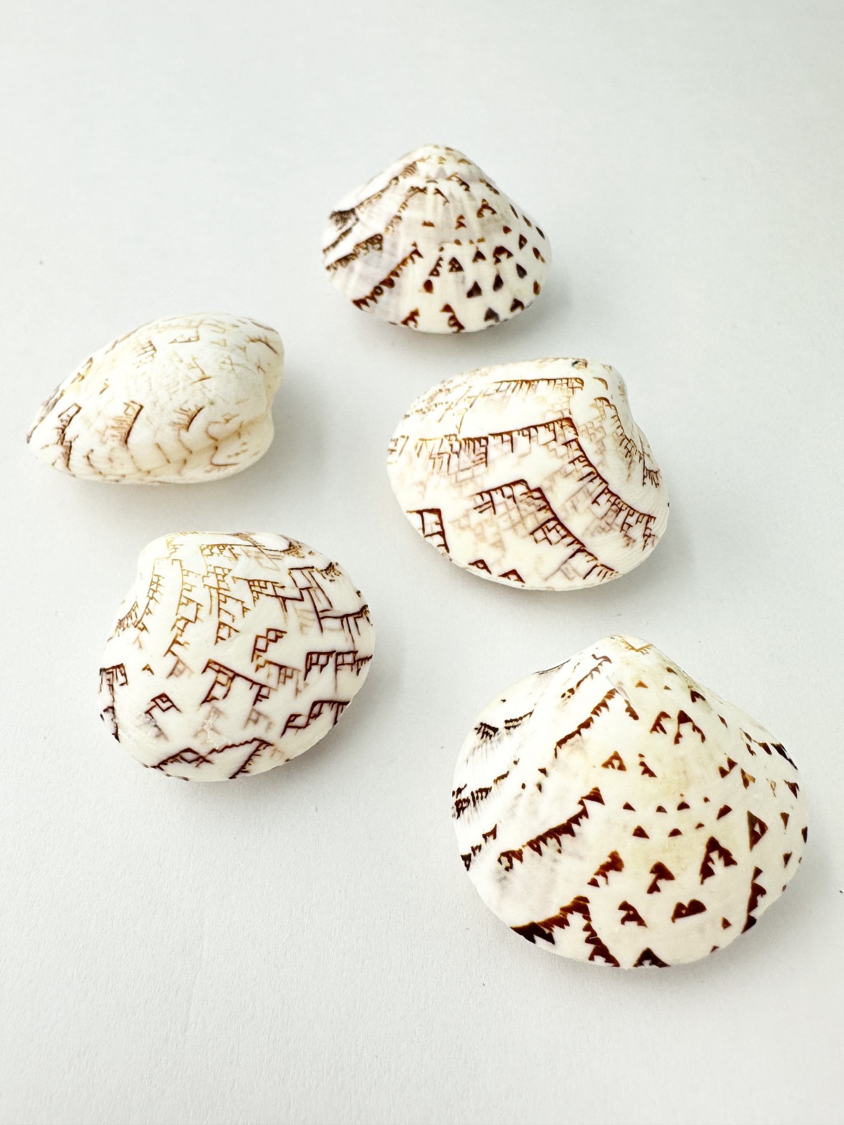 マルオミナエシ両面【約2.5～3.0ｃｍ/5個入】[メール便可-12袋まで]  En:Lioconcha castrensis (size:2.5-3.0cm, per 5pcs) 貝殻