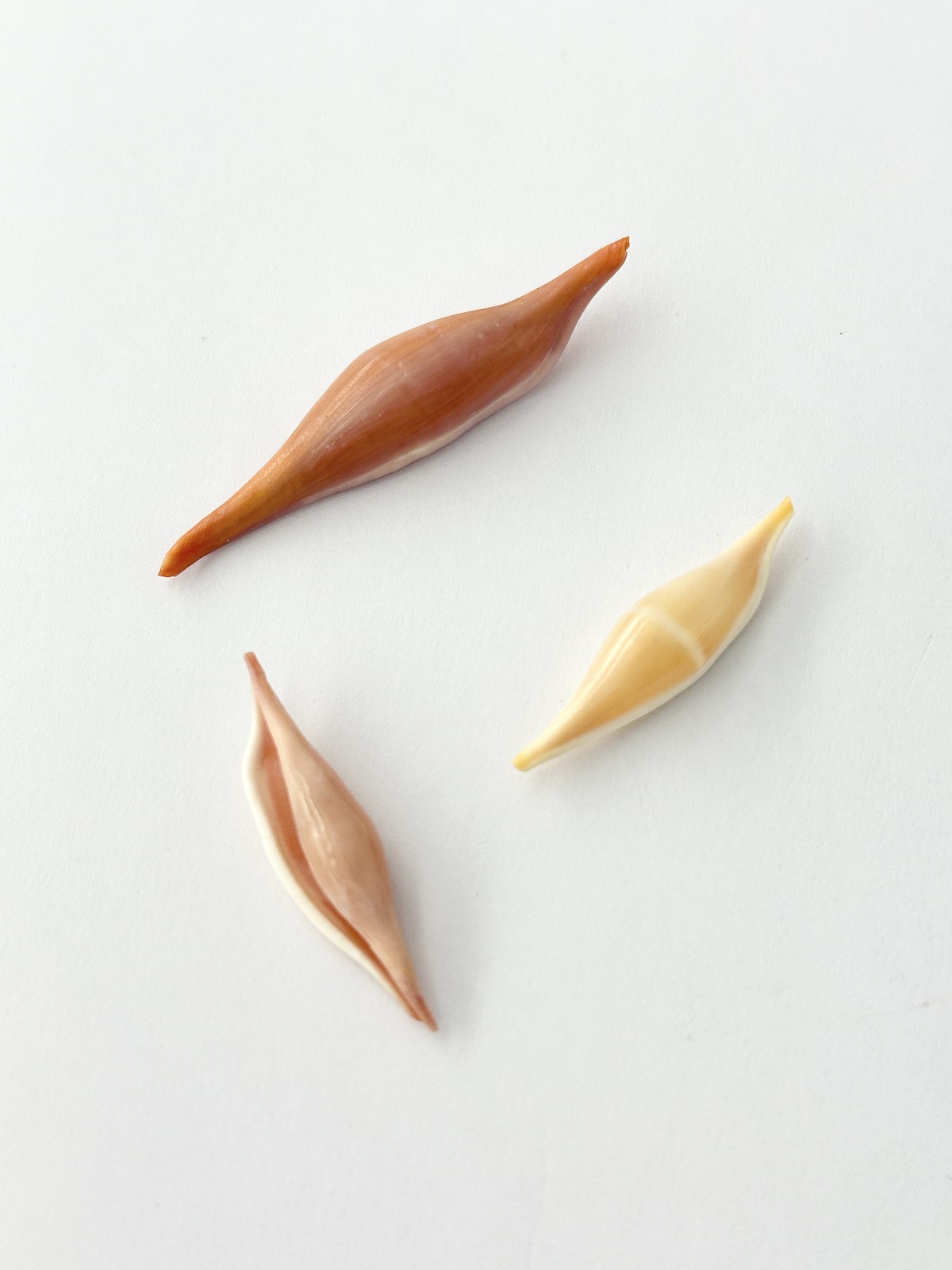 キヌヅツミ【約3～5cｍ/3個入】 [メール便可] (Size:3-5cm, per 3pcs) 貝殻