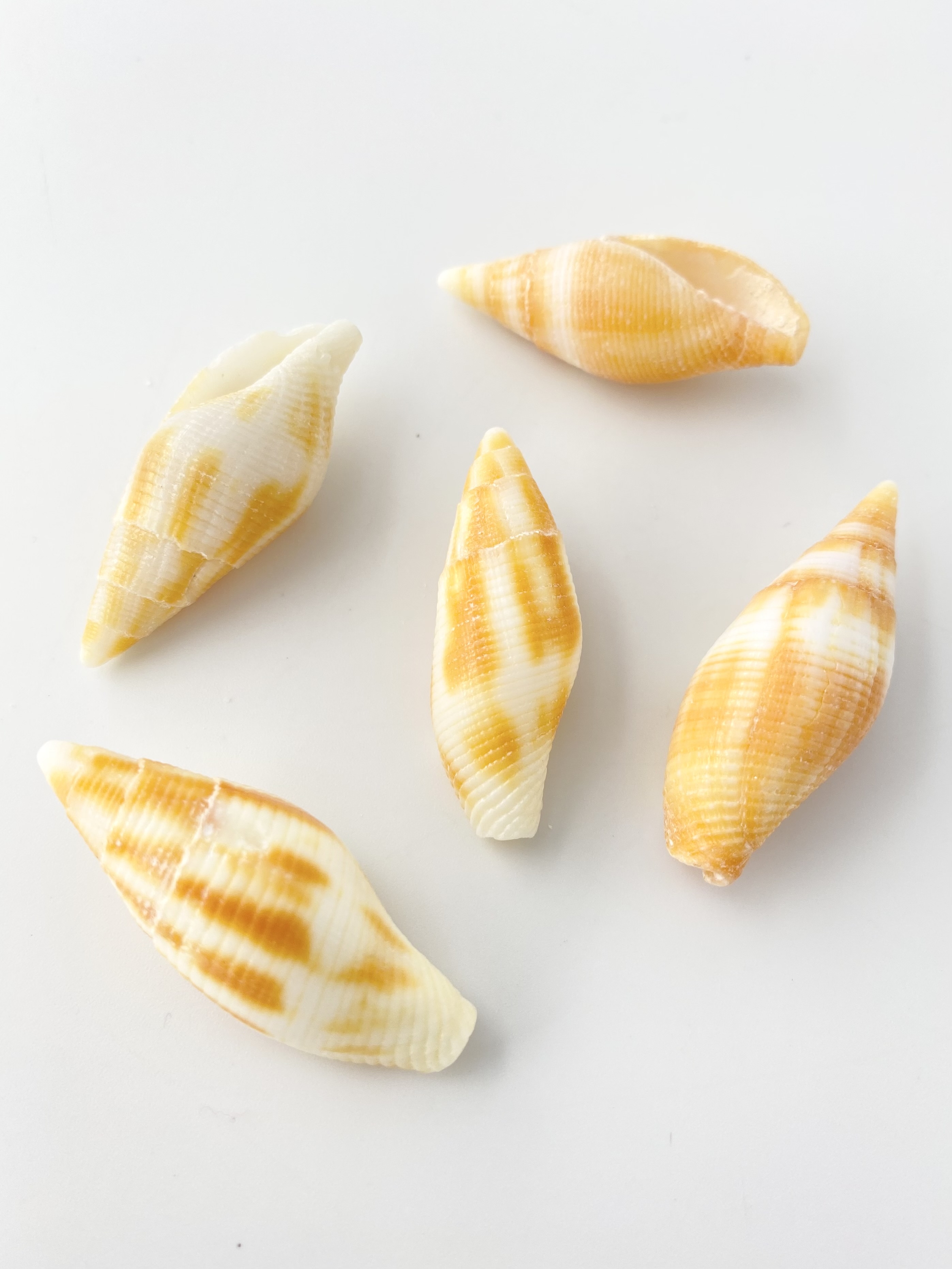 コゲフデ(オレンジ)【約3～4ｃｍ/5本入】 En:Mitra eremitarum orange (size: 3-4cm, per 5pcs) 貝殻