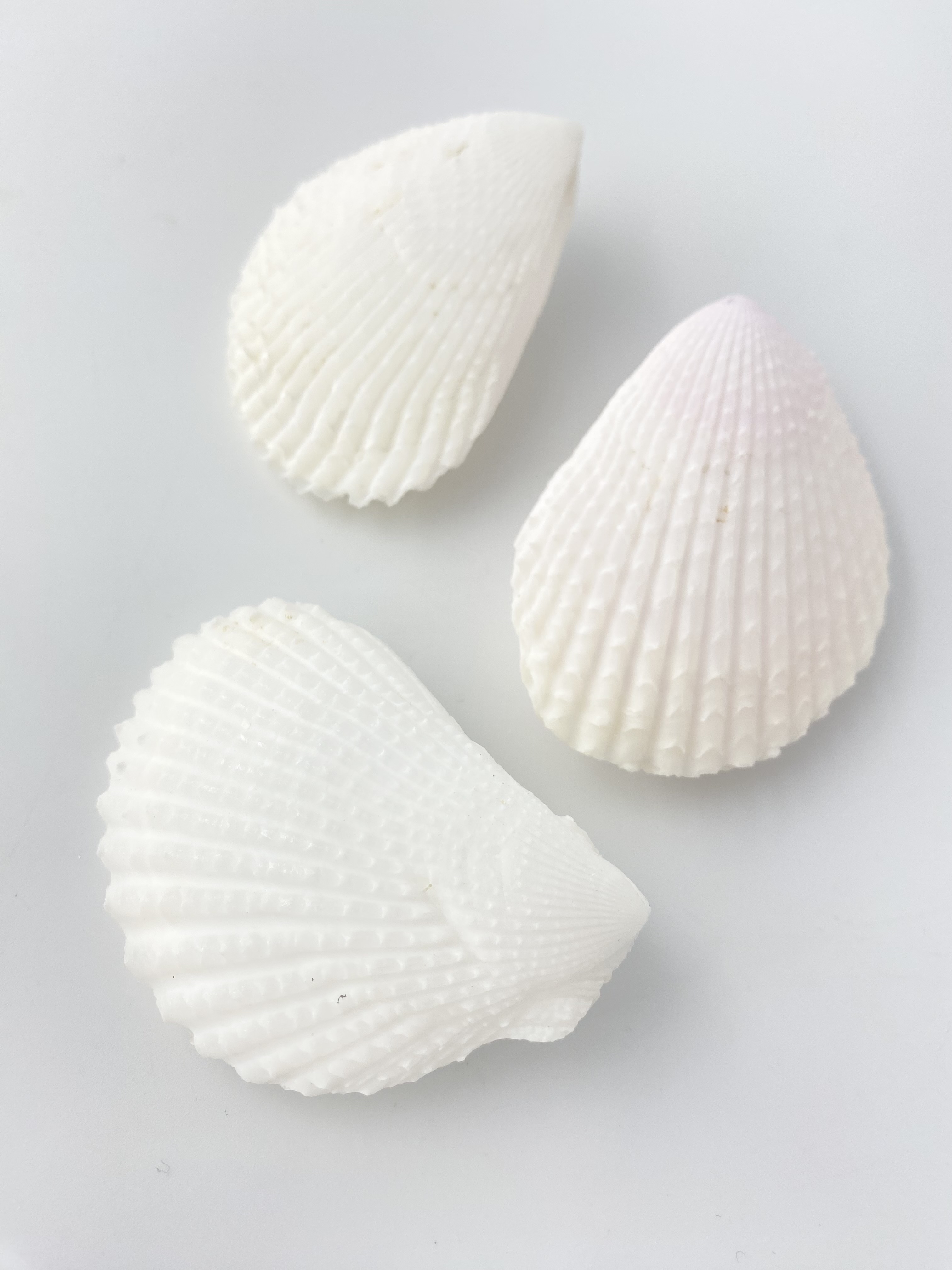 ミノガイ【約7～8ｃｍ/2個入】  En:Lima orientalis (Size:7-8cm, per 2pcs) 貝殻