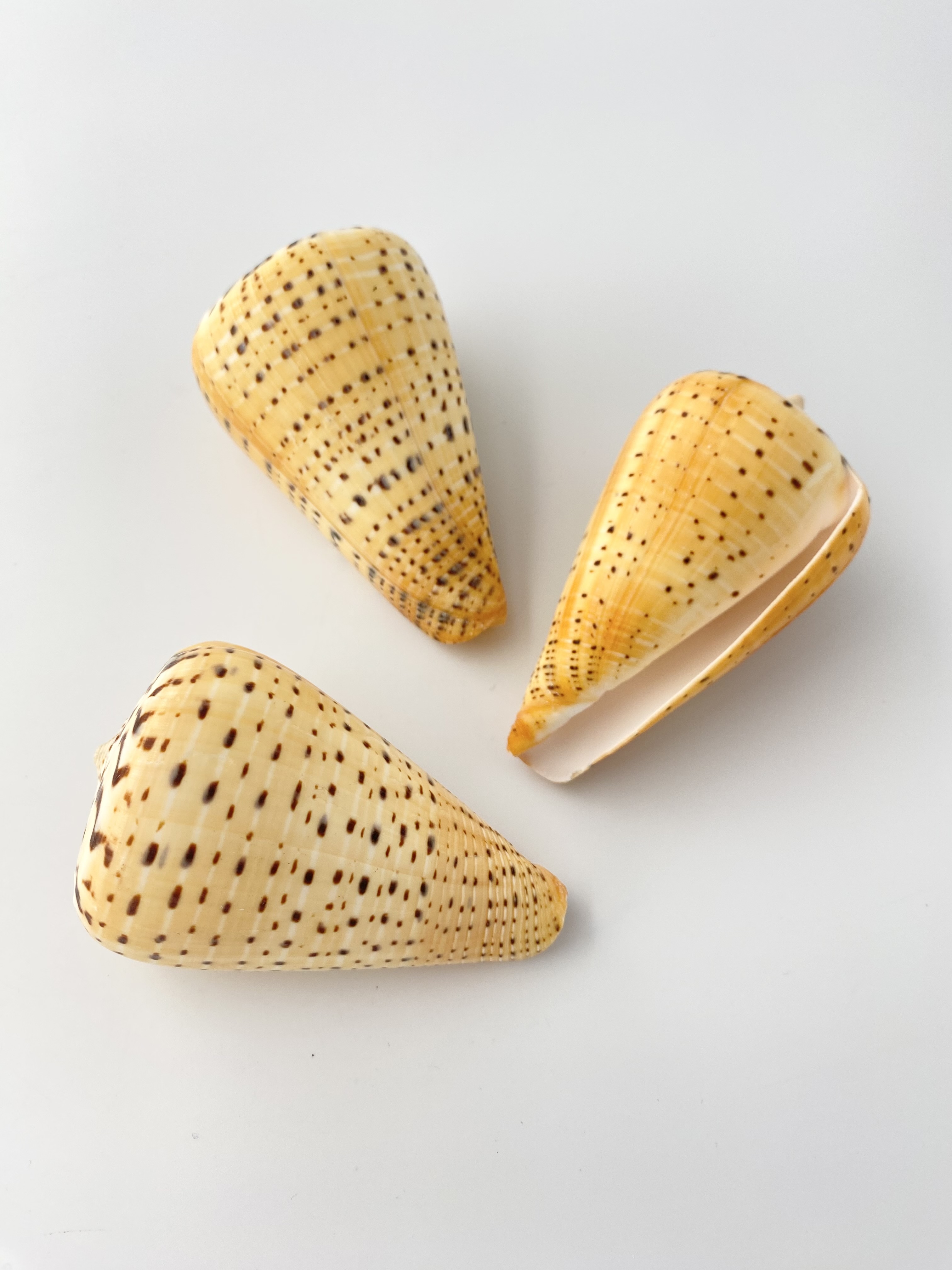 ダイミョウイモ　ナチュラル【約8～10ｃｍ/1個】  En: Beech Cone (Size:8-10cm, per 1pc) 貝殻
