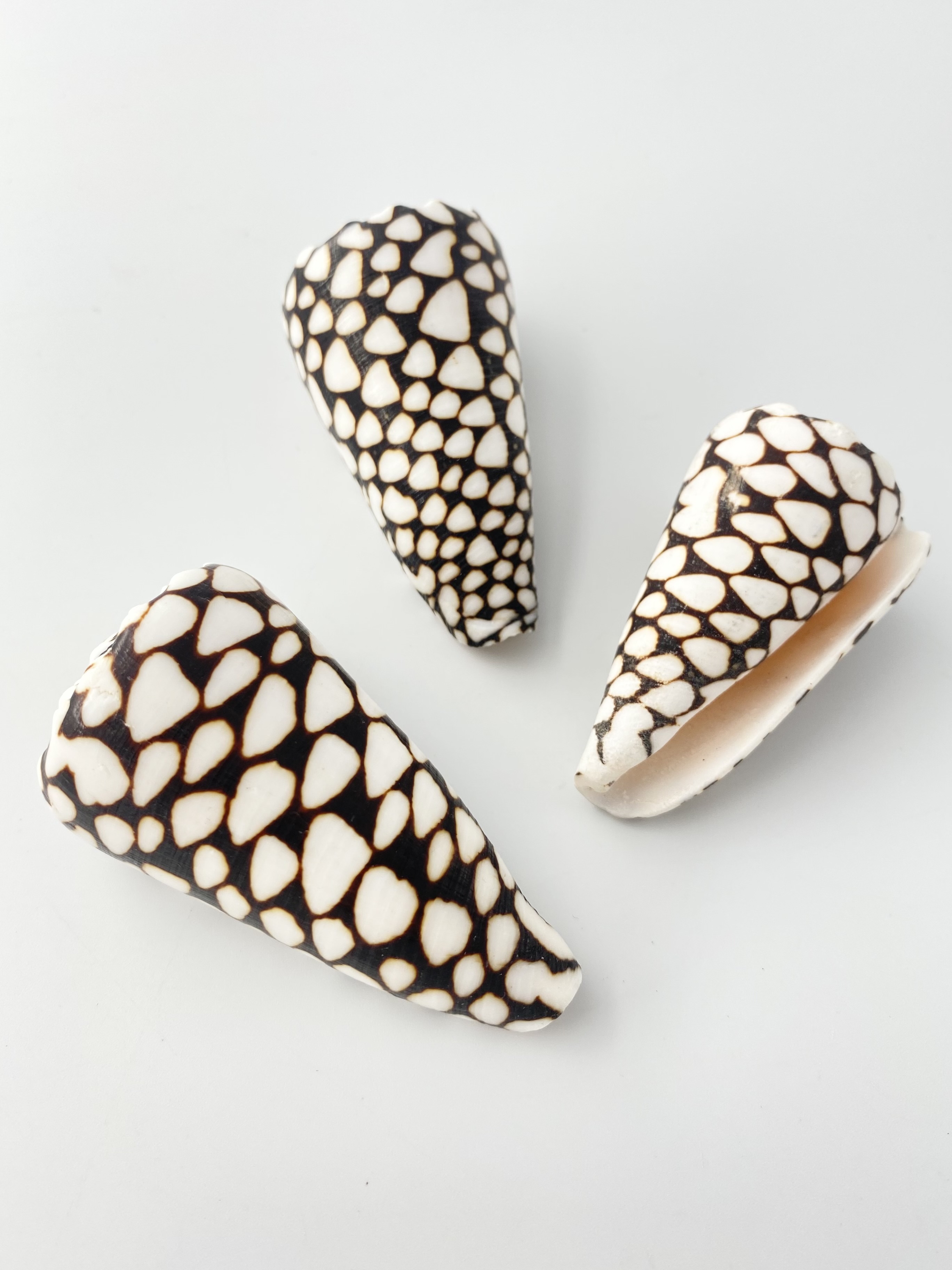 ナンヨウクロミナシ（自然）【9ｃｍ前後/1個】 En: Conus marmoratus(Size:9ｃｍ, per 1pc) 貝殻