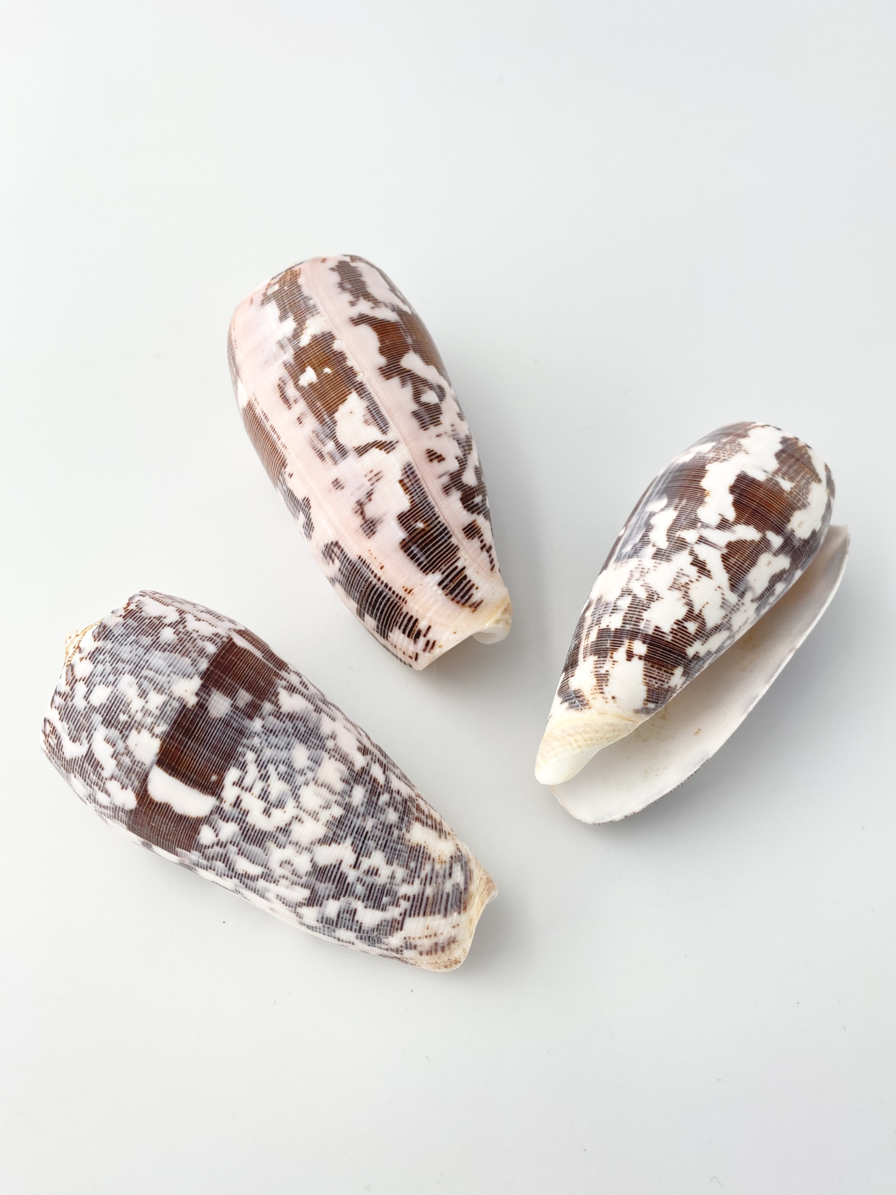 ニシキミナシ（自然）【7.5ｃｍ以上/1個】  En:Striate Cone (Size:7.5cm up, per 1pc) 貝殻
