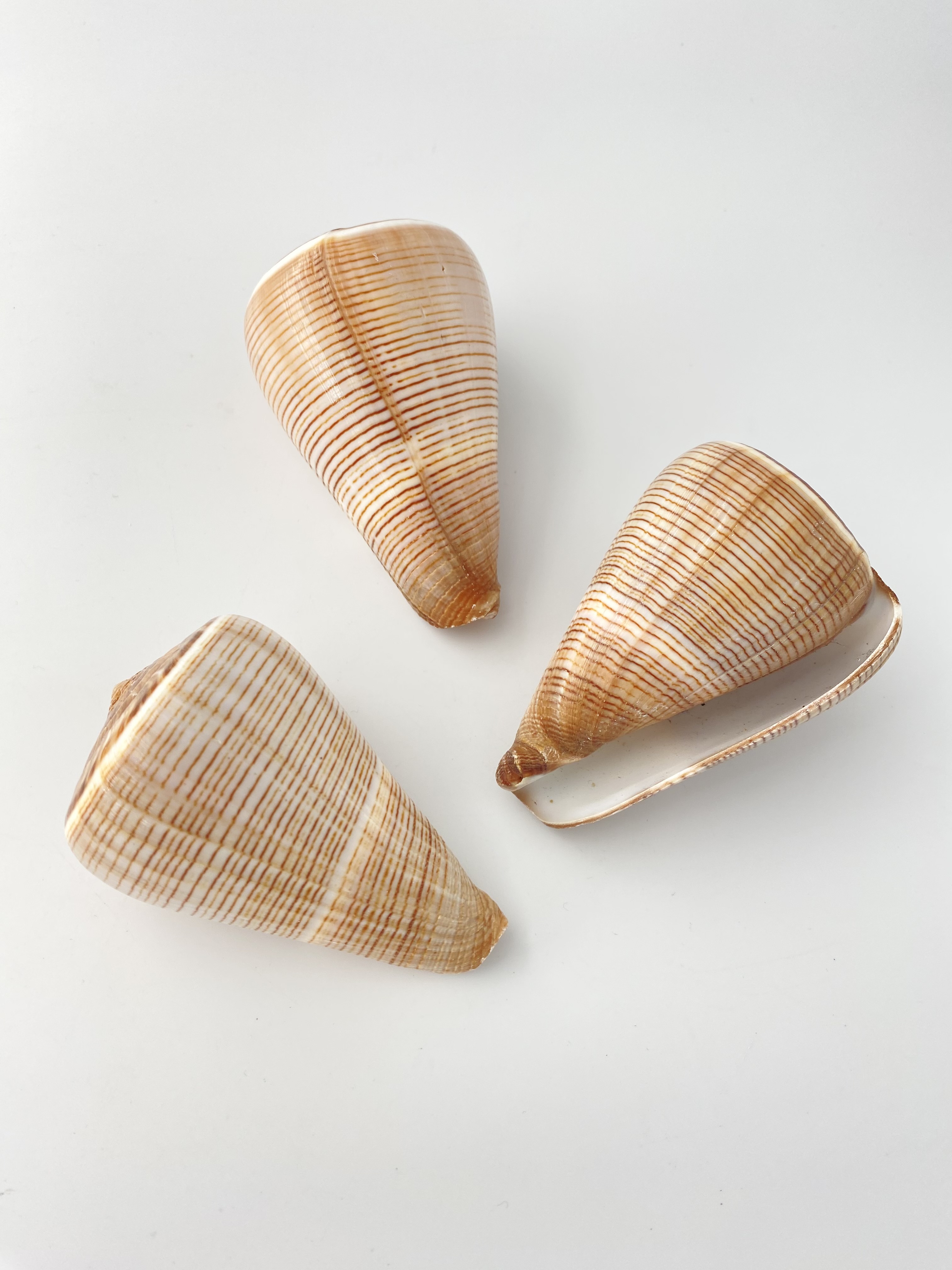 コゲスジイモガイ（自然）【約7～8ｃｍ/1個】 En: Conus Figulinus (size: 約7～8ｃｍ, per 1pc) 貝殻