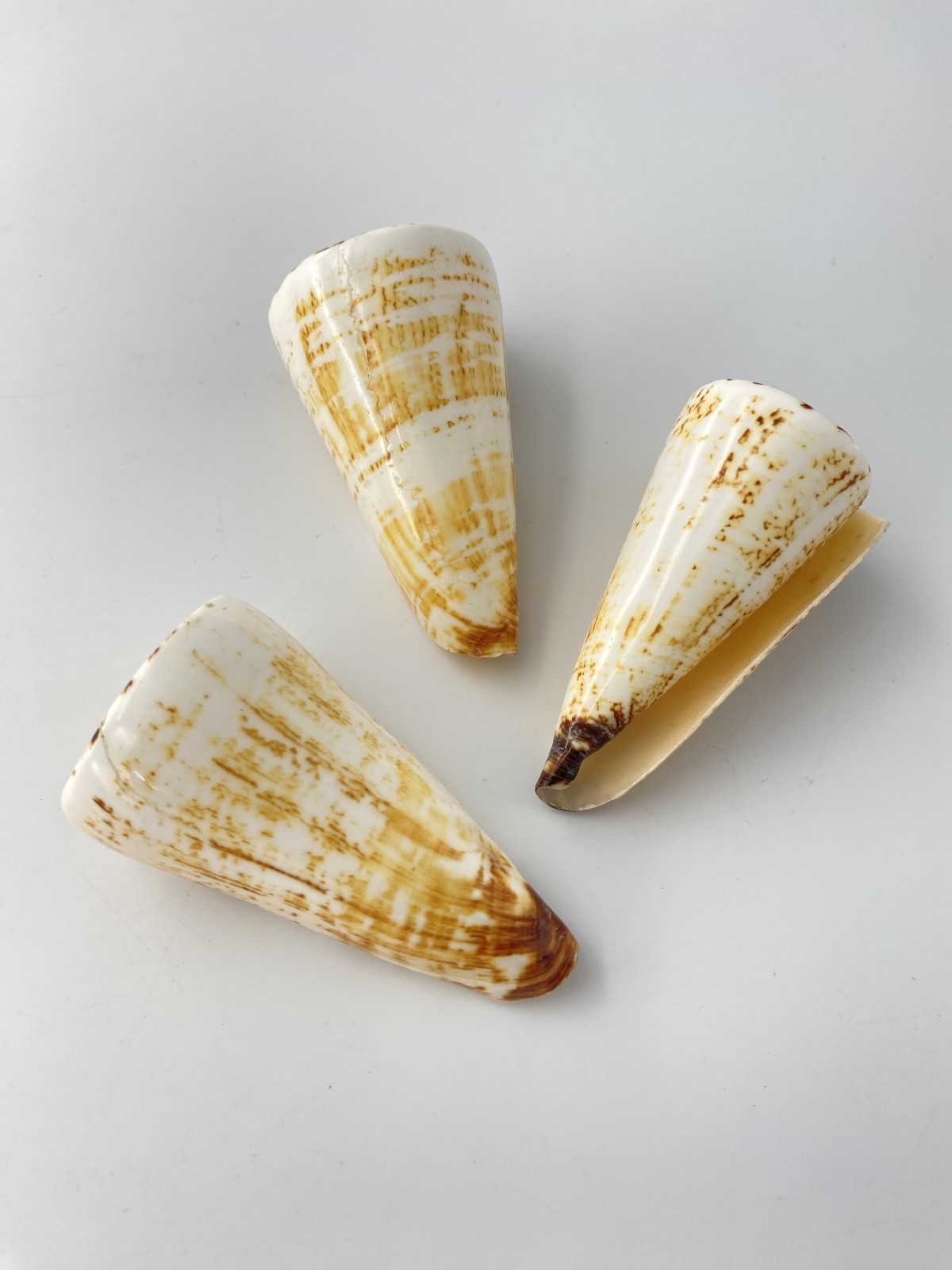 シシュウミナシ（磨き）【8ｃｍ前後/1個】 En: Conus thalassiarchus buffed(Size:8cm, per 1pc) 貝殻