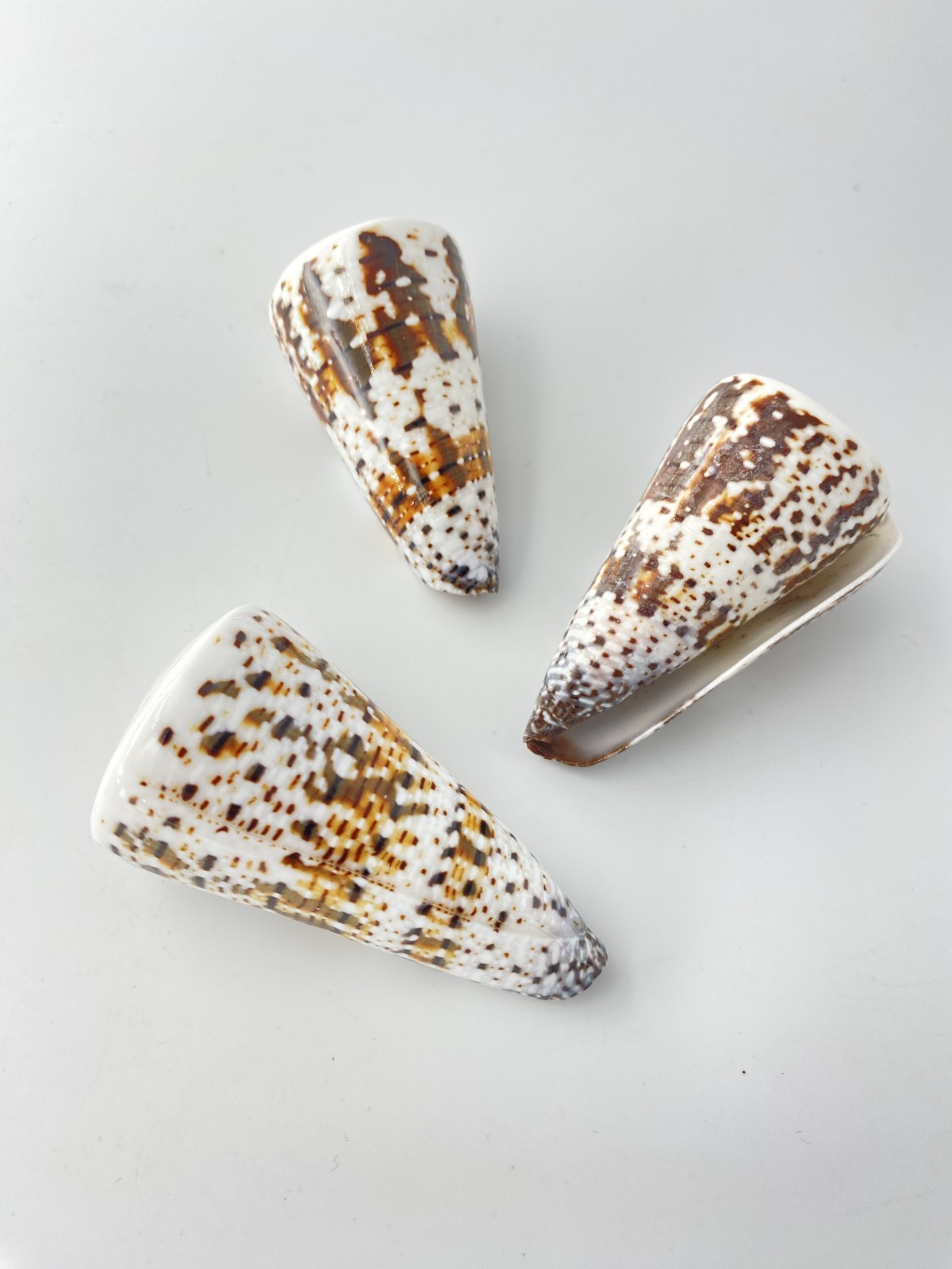 ミカドミナシ（磨き）【約6.5～7.5ｃｍ/1個】  En:Imperial Cone (size:6.5-7.5cm, per 1pc) 貝殻