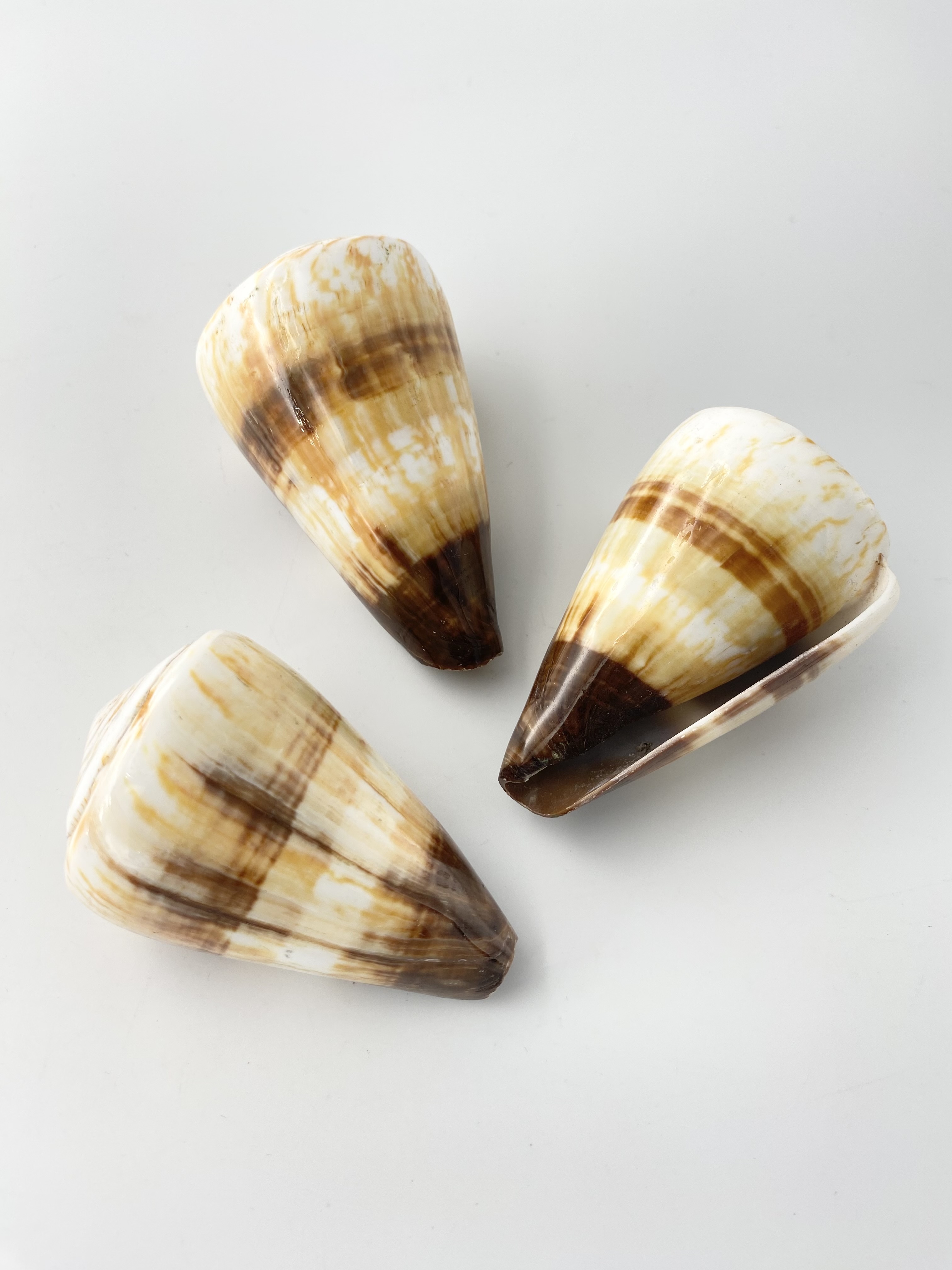 ヤナギシボリイモ（磨き）【7ｃｍ前後/1個】  En: Conus Miles(Size:7cm, per 1pc) 貝殻