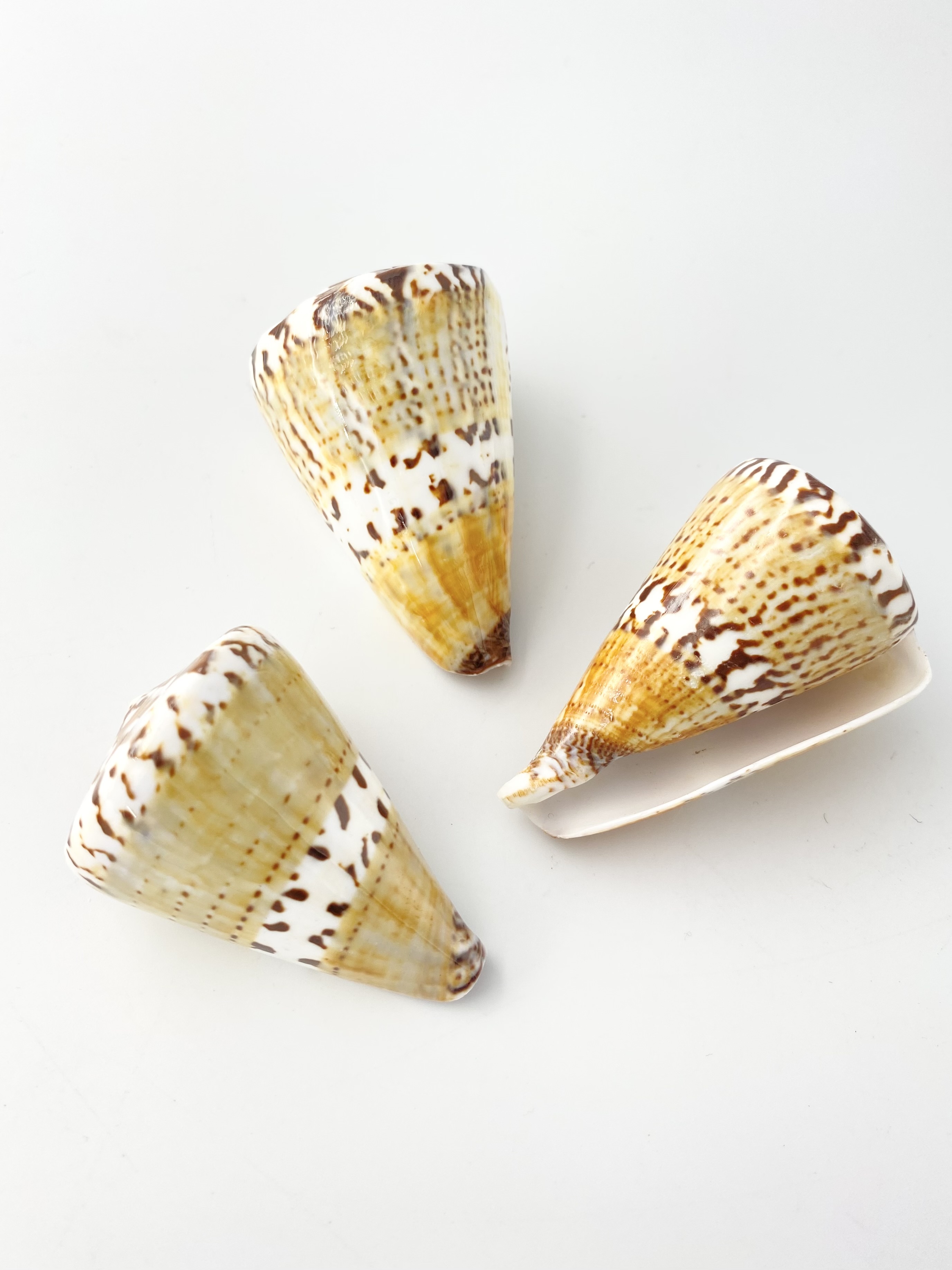 サラサミナシ（磨き）【約6cm±0.5cm/1個】 En: Captain Cone buffed (size: 6±0.5cm, per 1pc) 貝殻