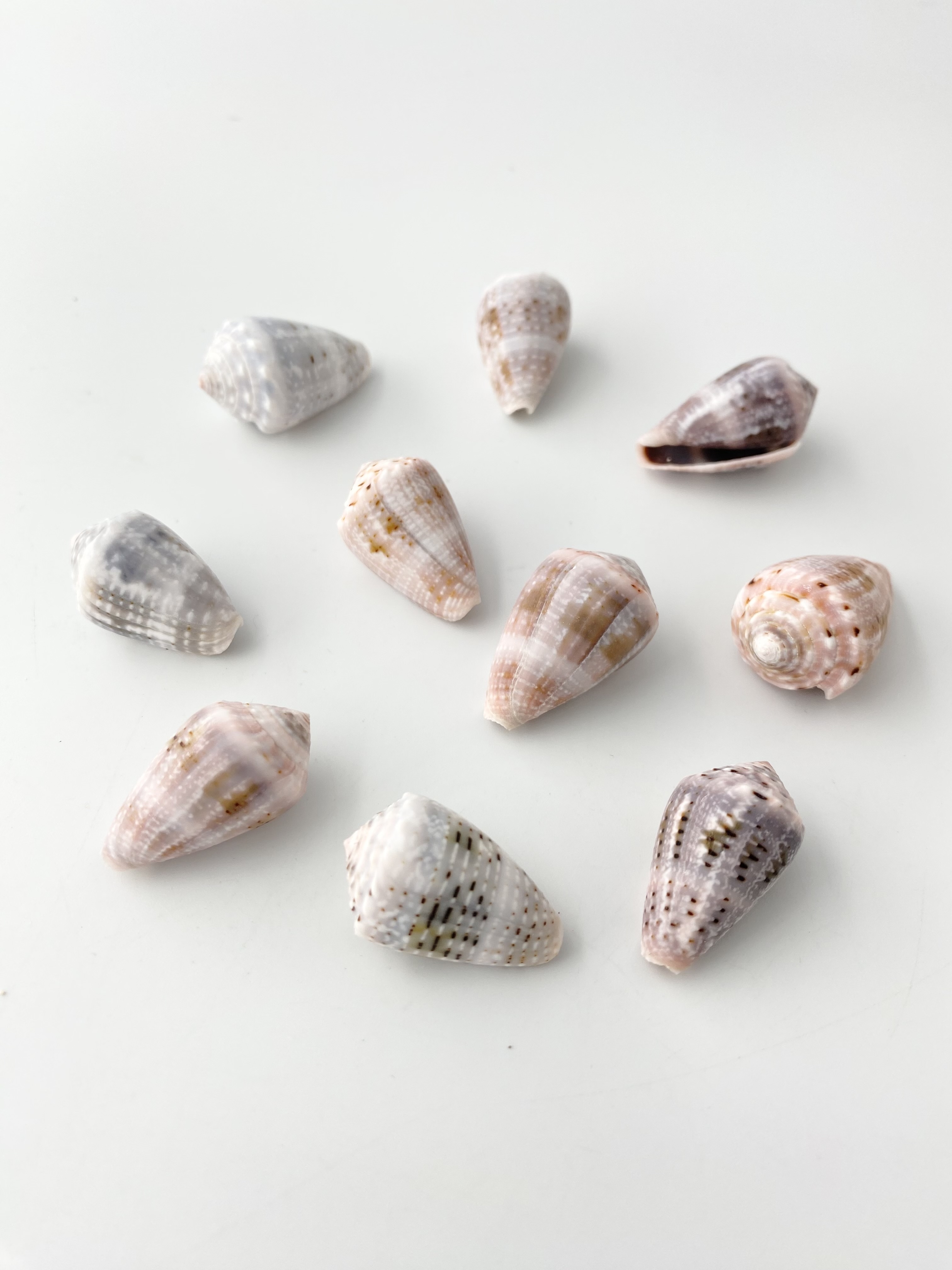 アリストファン【約2.5～3.3ｃｍ/10個入】[メール便可-9袋まで] En:Conas Aristophanes (size:2.5-3.3cm, per 10pcs) 貝殻