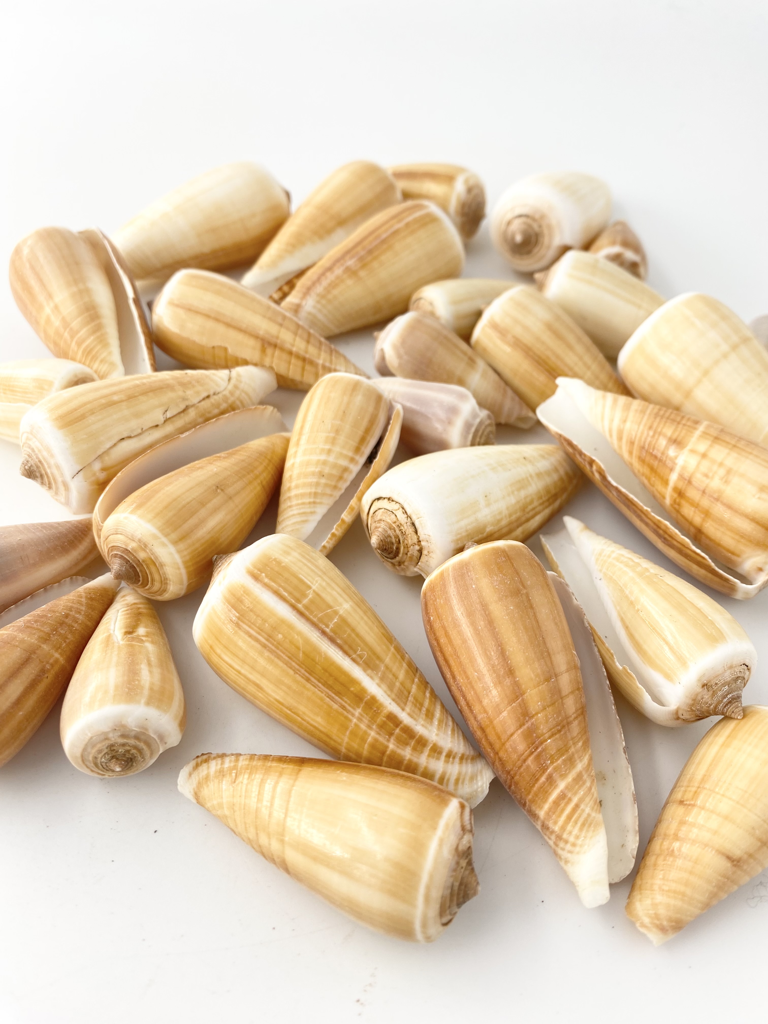 クリイロイモガイ（自然）【約3～6ｃｍ/500g】  En:  Conus radiatum(size: 3-6cm, per 500g) 貝殻