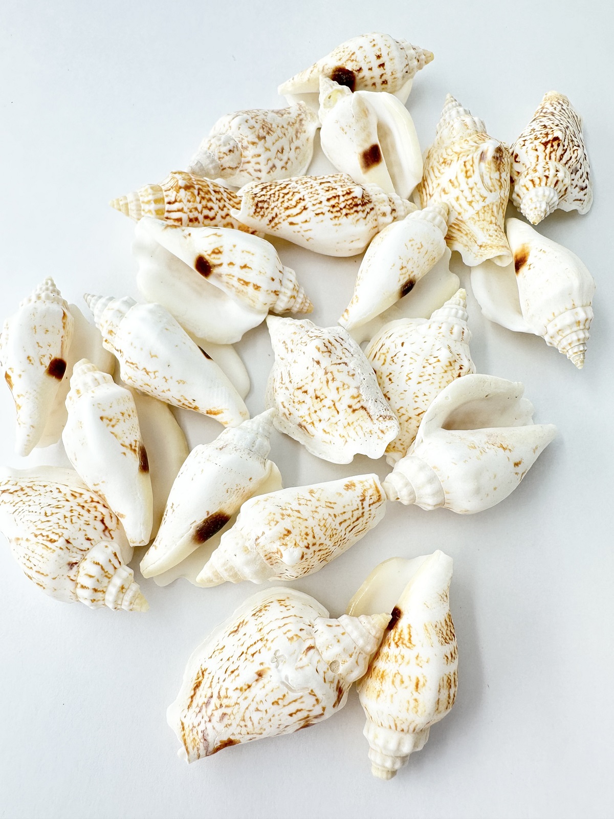 バナビイリス ブラウン（モンツキソデガイ）【約4～5ｃｍ】[メール便可-200ｇまで]   En:Strombus variabilis brown (Size:4-5cm) 貝殻