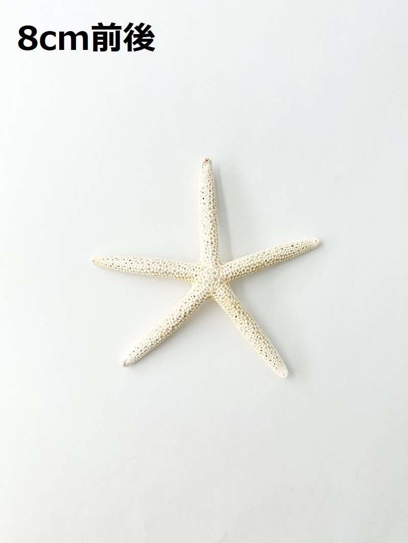 貝殻の問屋さん- 世界の貝殻・自然素材・サンゴ砂を直輸入・卸売通販