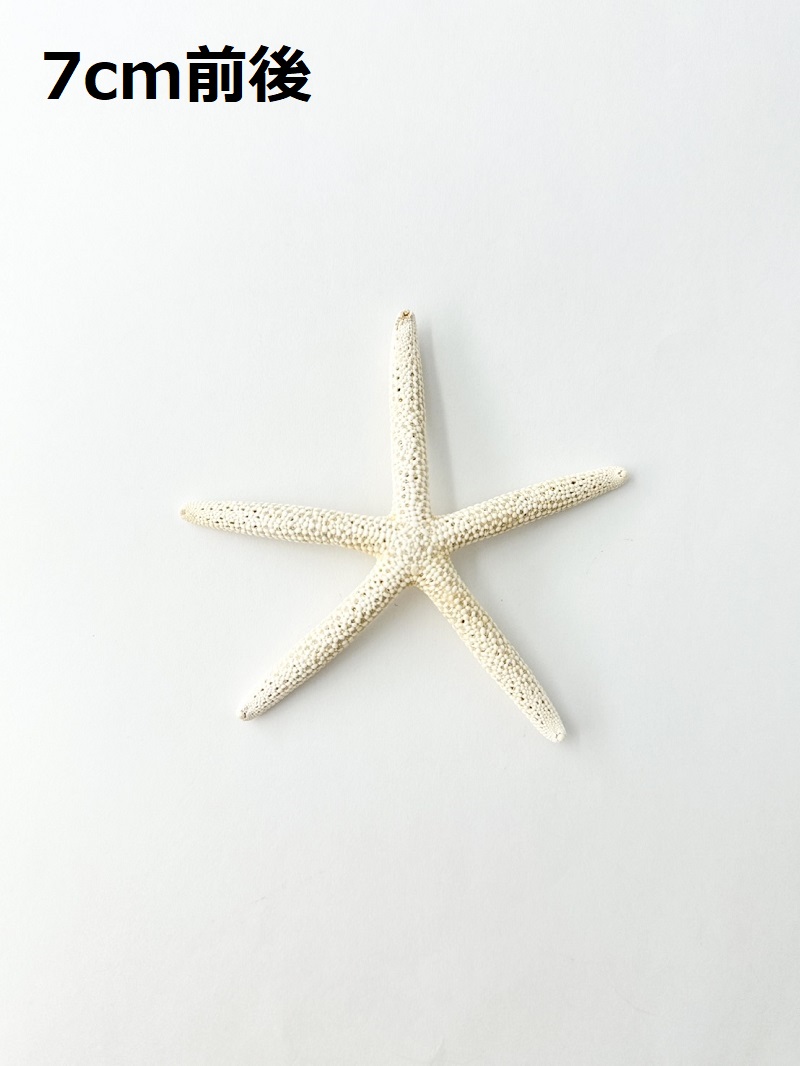 スターフィッシュ【7cm前後】　[メール便可 - 30個まで]（En：Finger Starfish, size: approx. 7cm)