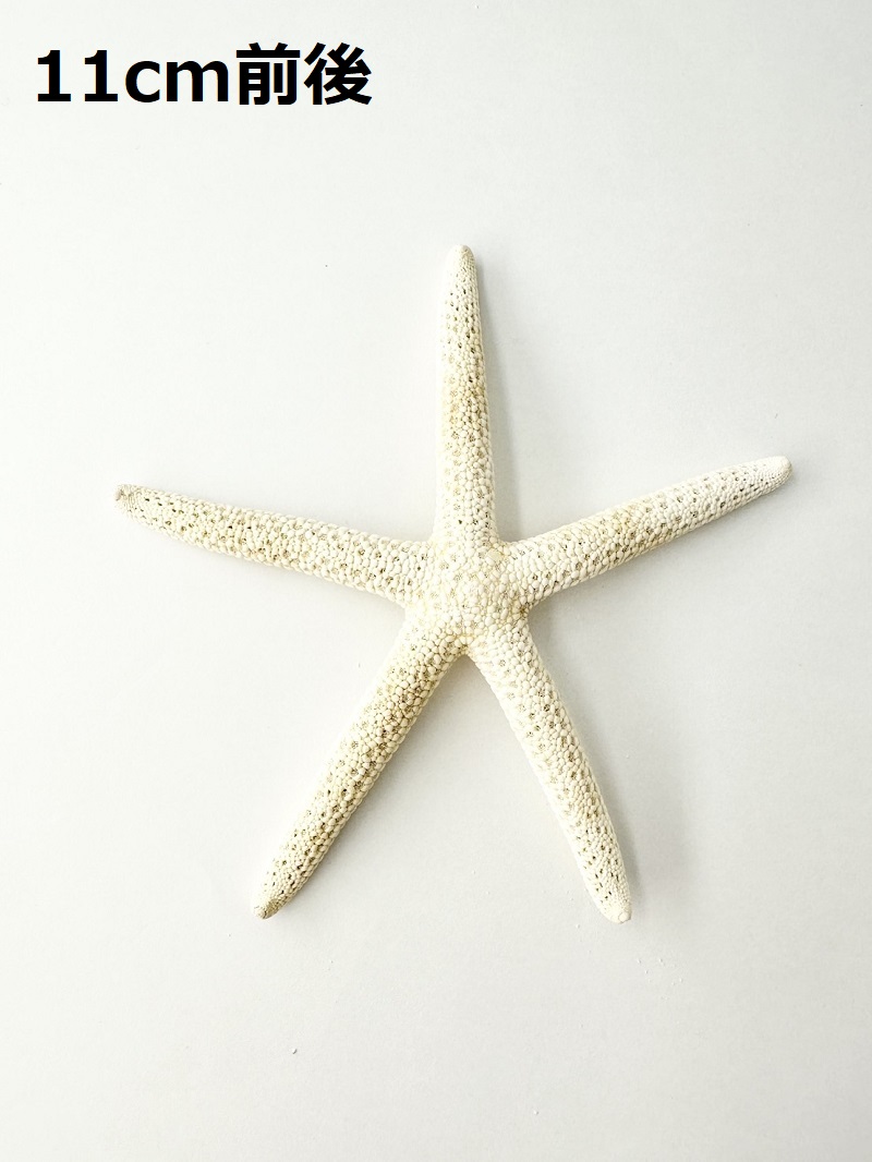 スターフィッシュ【11ｃｍ前後】[メール便可 - 10個まで]（En：Finger Starfish, size: approx. 11cm） 貝殻