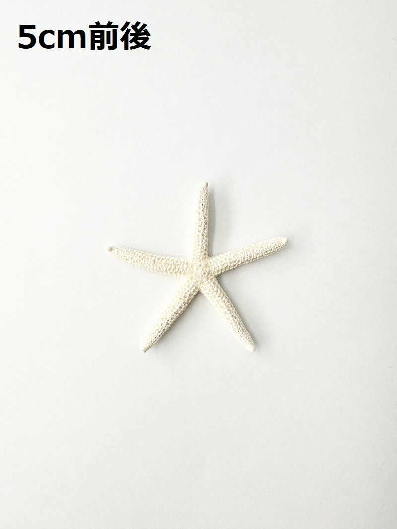 スターフィッシュ【5cm前後/10個】[メール便可 - 8袋まで]　（En：Finger Starfish, size: approx. 5cm) 貝殻