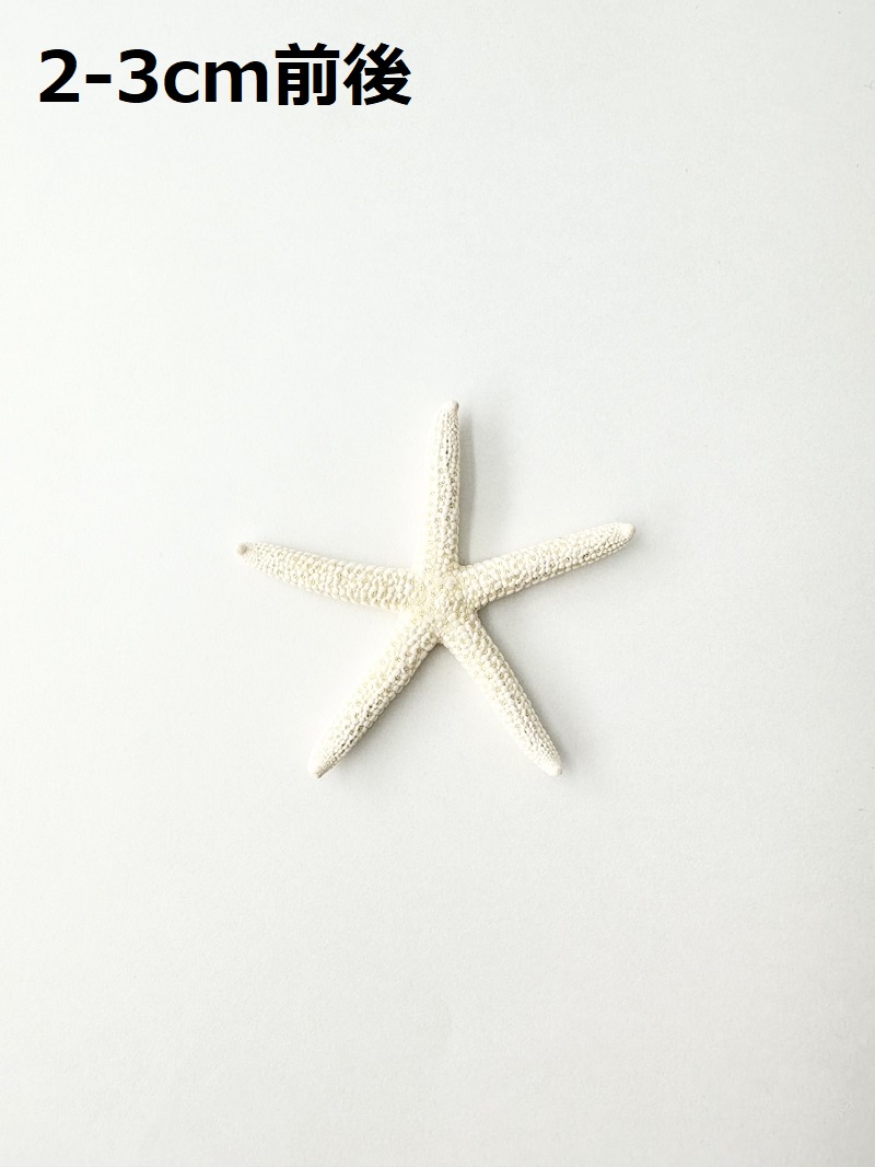 スターフィッシュ【約2～3cm/10個】[メール便可]（En：Finger Starfish, size: approx. 2-3cm) 貝殻