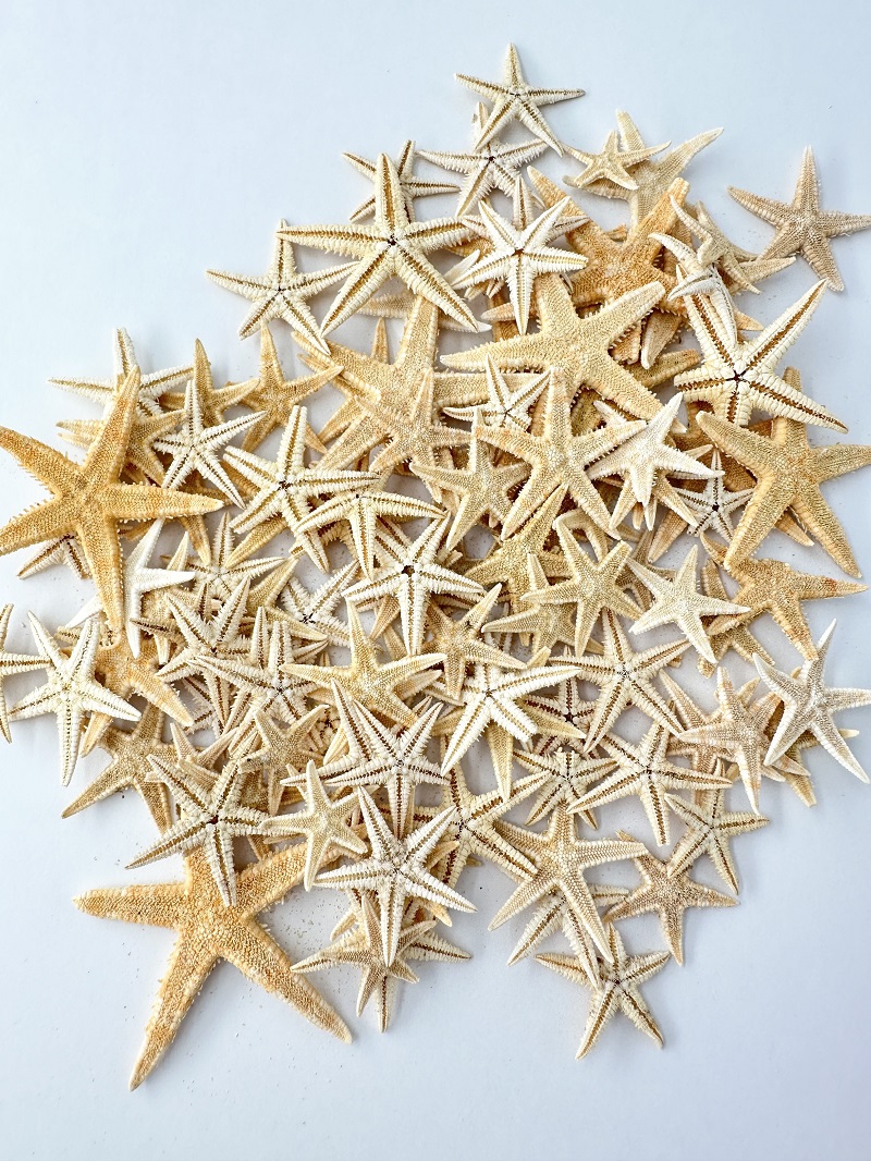 モミジB品【約2～4ｃｍ/約20ｇ】[メール便-4袋まで可]　En: Sugar starfish Ｂ-class(size:approx.2-4ｃｍ) 貝殻