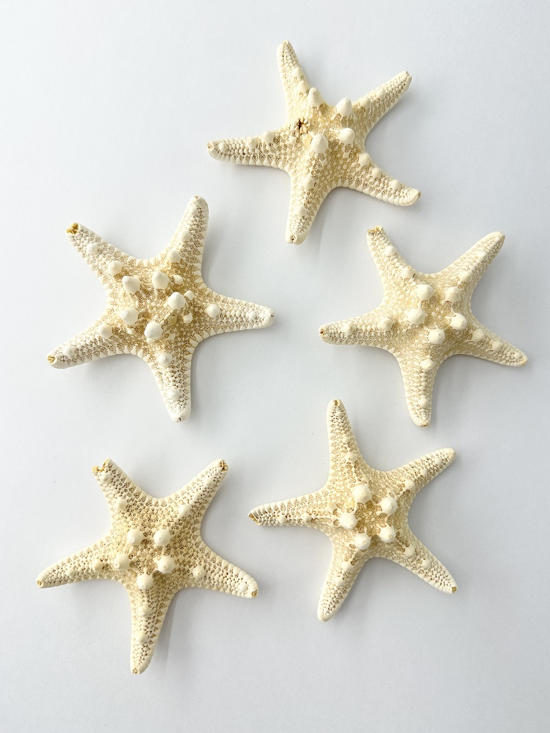 コブヒトデ★B品【9ｃｍ前後/5個入り】 En: Philippine starfish B grade (size:9cm, per 5pcs) 貝殻