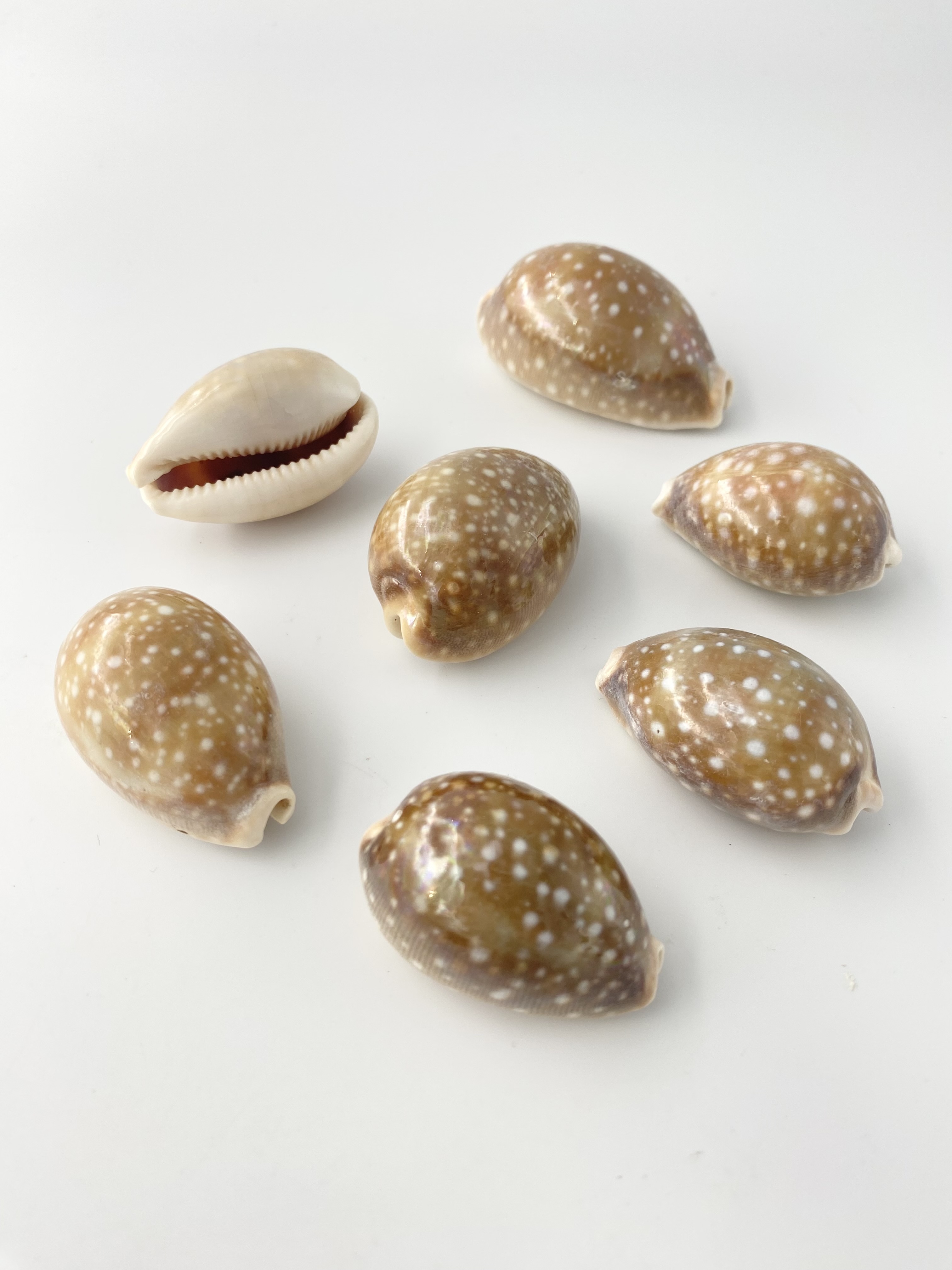 クロホシキヌタ【4ｃｍ前後/10個】[メール便可-2袋まで]En: Lyncina vitellus dama (size:4cm, per 10pcs) 貝殻