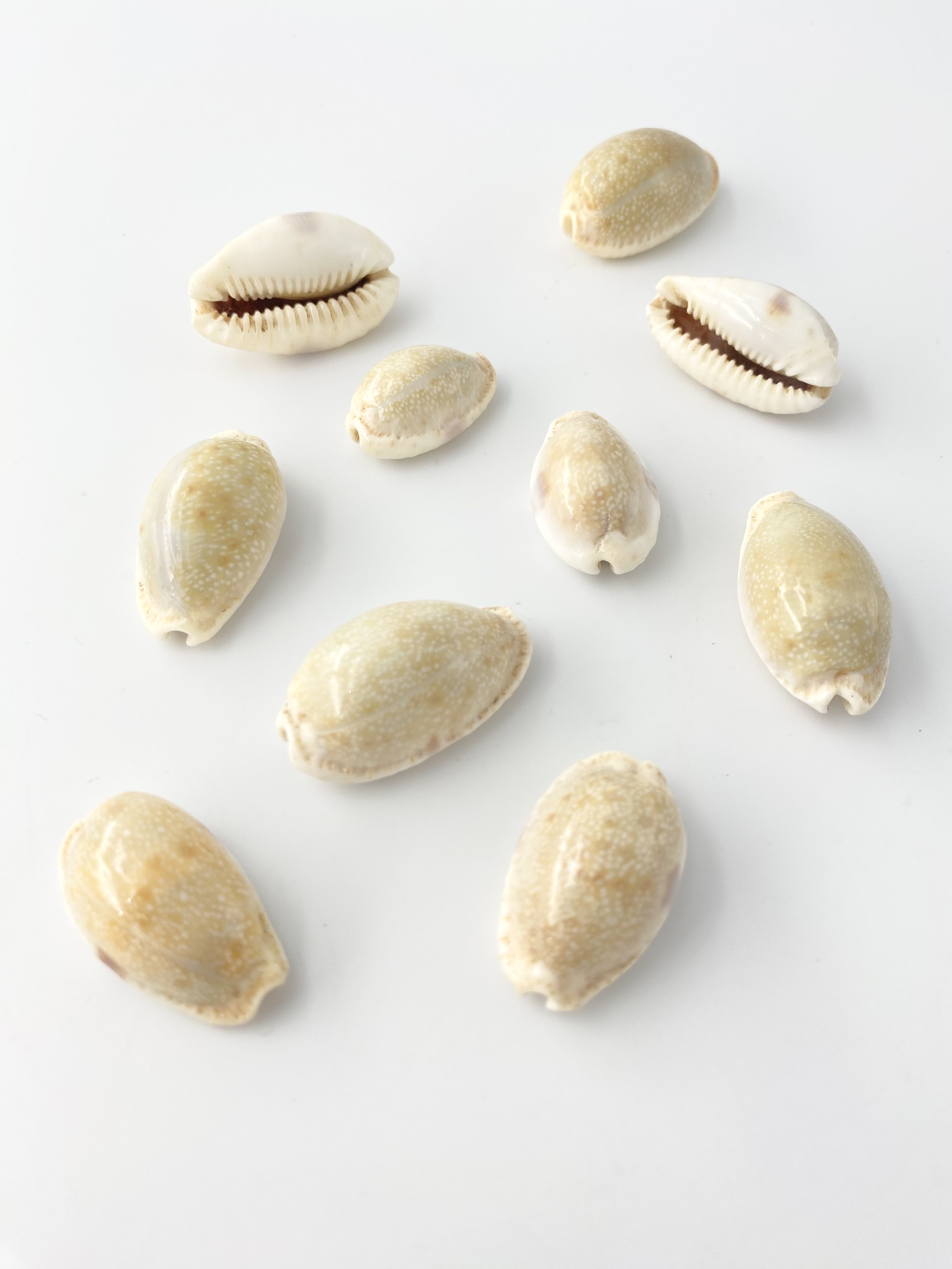 コモンダカラ【約2.0～3.5ｃｍ/10個】[メール便可-8袋まで]  En:Eroded cowrie (size: 2.0-3.5cm, per 10pcs) 貝殻