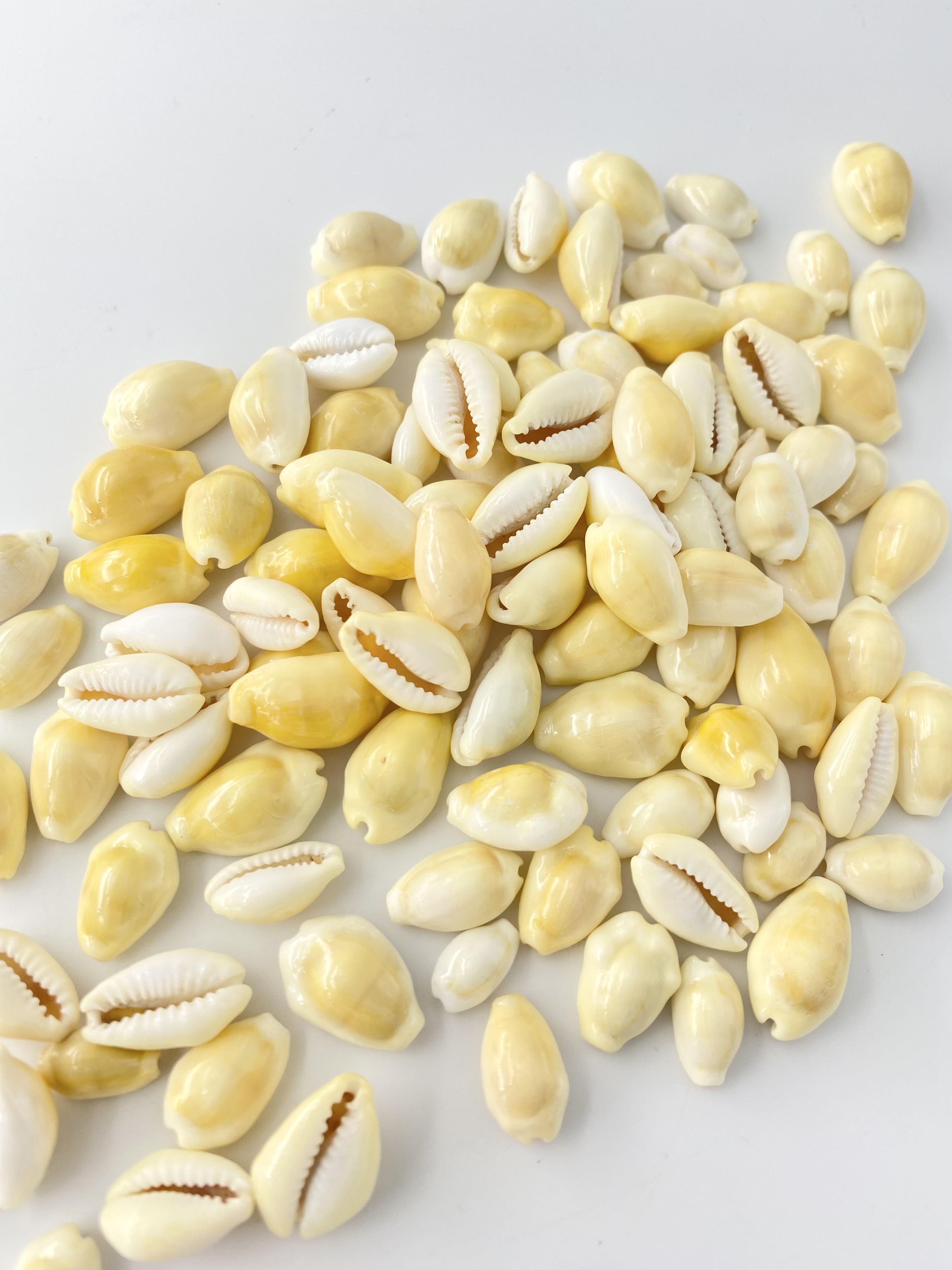 マニータイエロー【約1～2ｃｍ】[メール便可-400ｇまで]     En: Money cowrie yellow(size:1-2cm) 貝殻