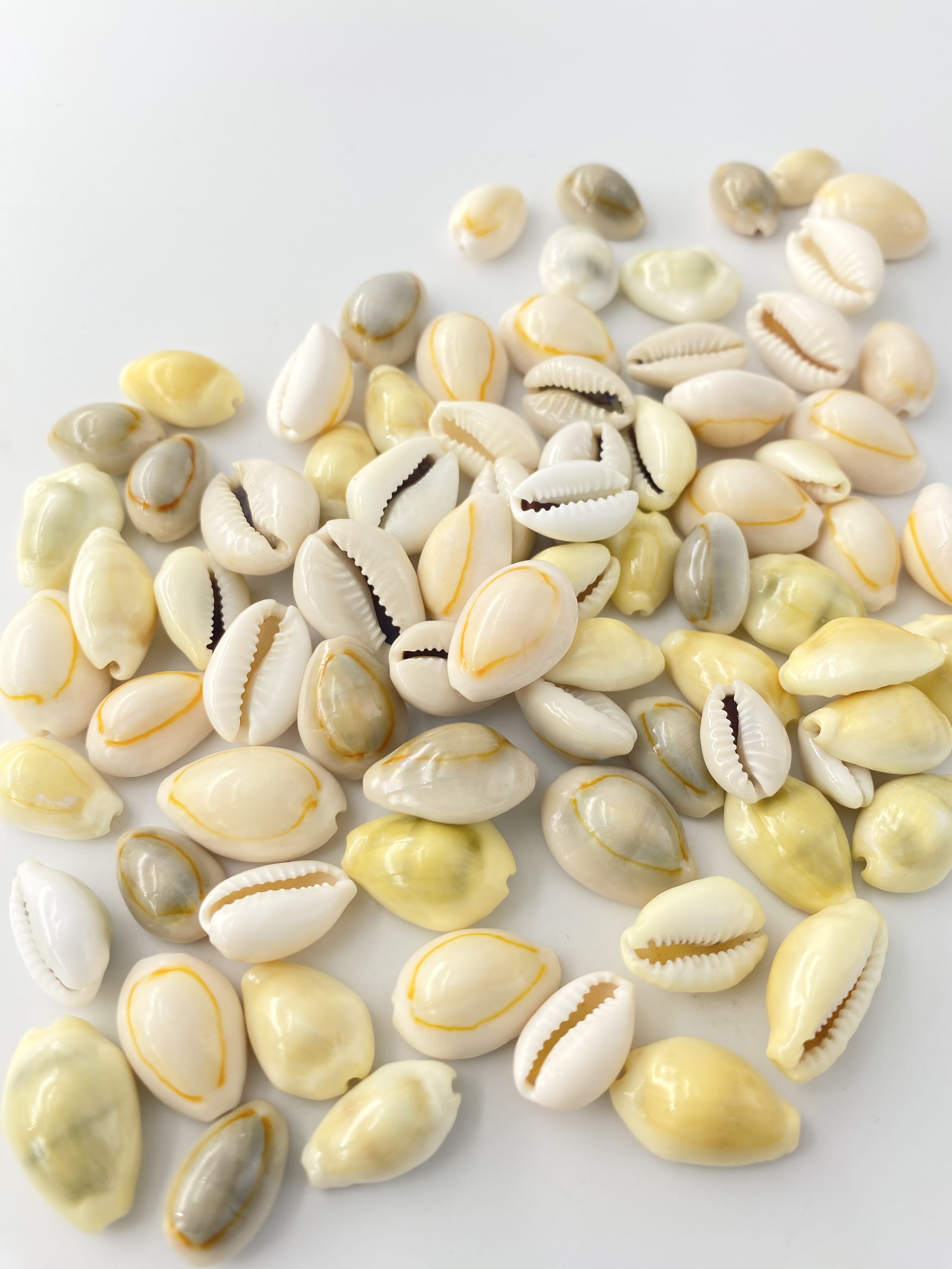 タカラガイミックス【約1.5～2.5ｃｍ】[メール便可-400ｇまで]   En:  Small cowrie assorted (Size:1.5-2.5cm,)