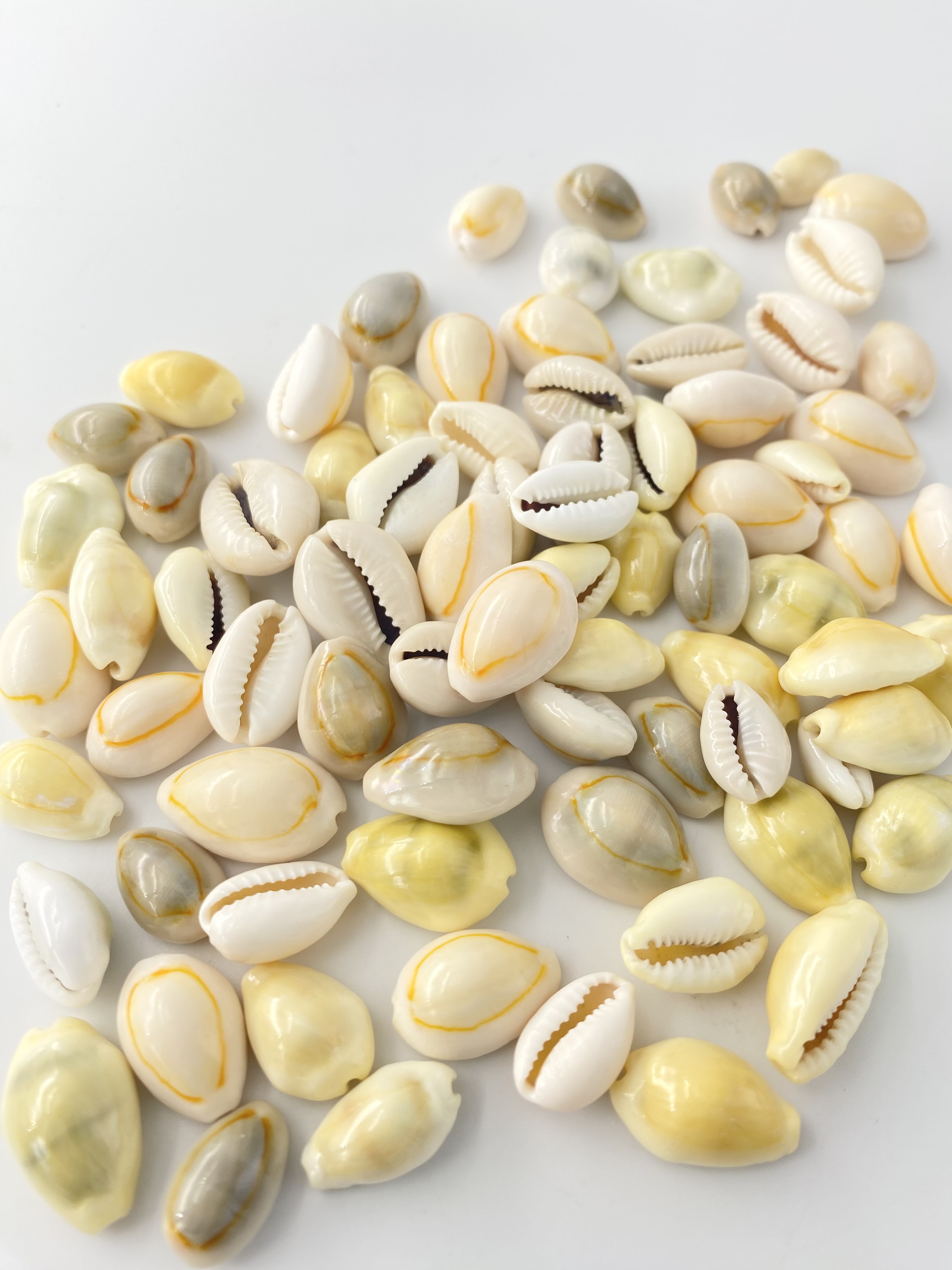 タカラガイミックス【約1.5～2.5ｃｍ/500ｇ】[メール便可-1袋まで]    En:  Small cowrie assorted (Size:1.5-2.5cm, per 500g)