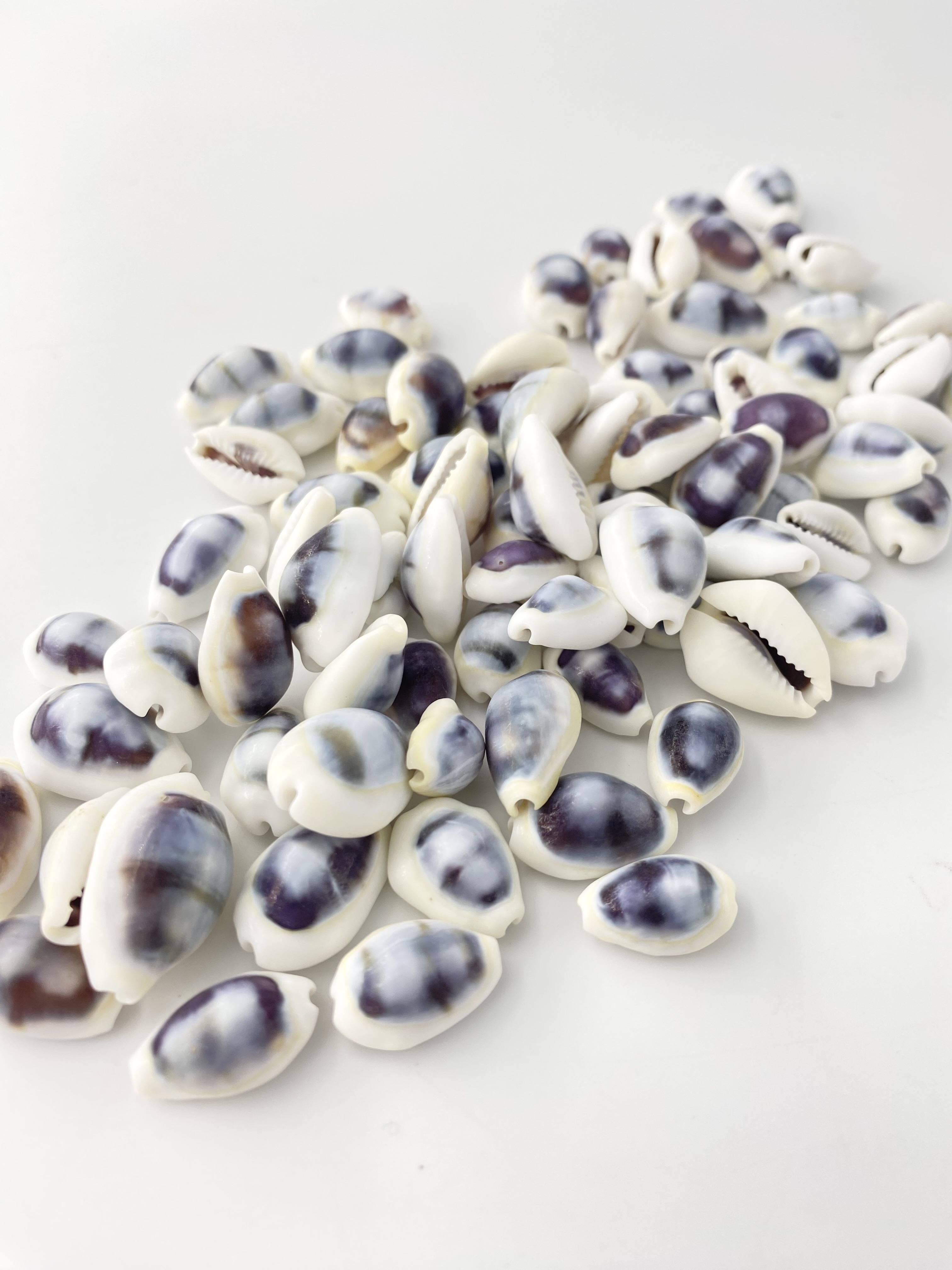 シプレアマニータパープルトップ【約1.5～2.5ｃｍ】[メール便可-400ｇまで]    En: Cypraea moneta purpl (size:1.5-2.5cm,) 貝殻