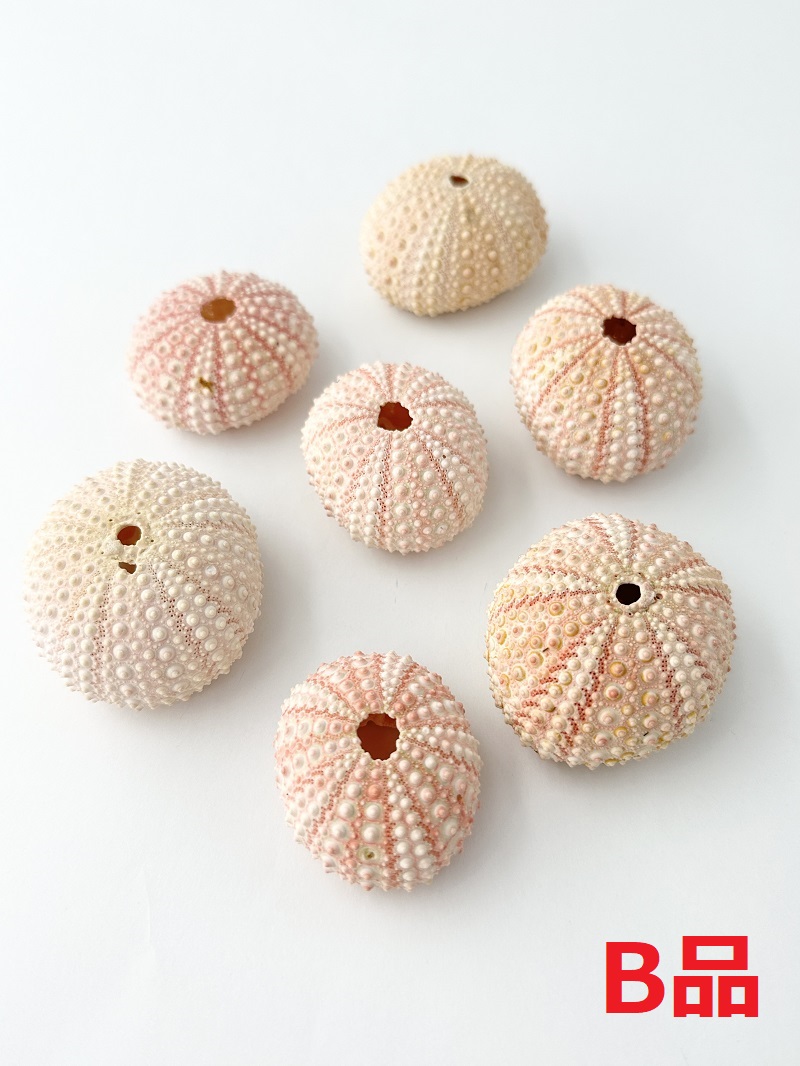 ピンクウーチンB品【約4～6cm/5個】 En:Pink urchin B grade(Size:4-6cm) 貝殻