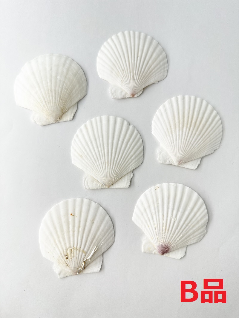 ■メール便可(6袋まで)■ホタテガイＢ品【約6ｃｍ/10枚】En: Japanese Scallop B-grade (size:6cm, per 10pcs) 貝殻