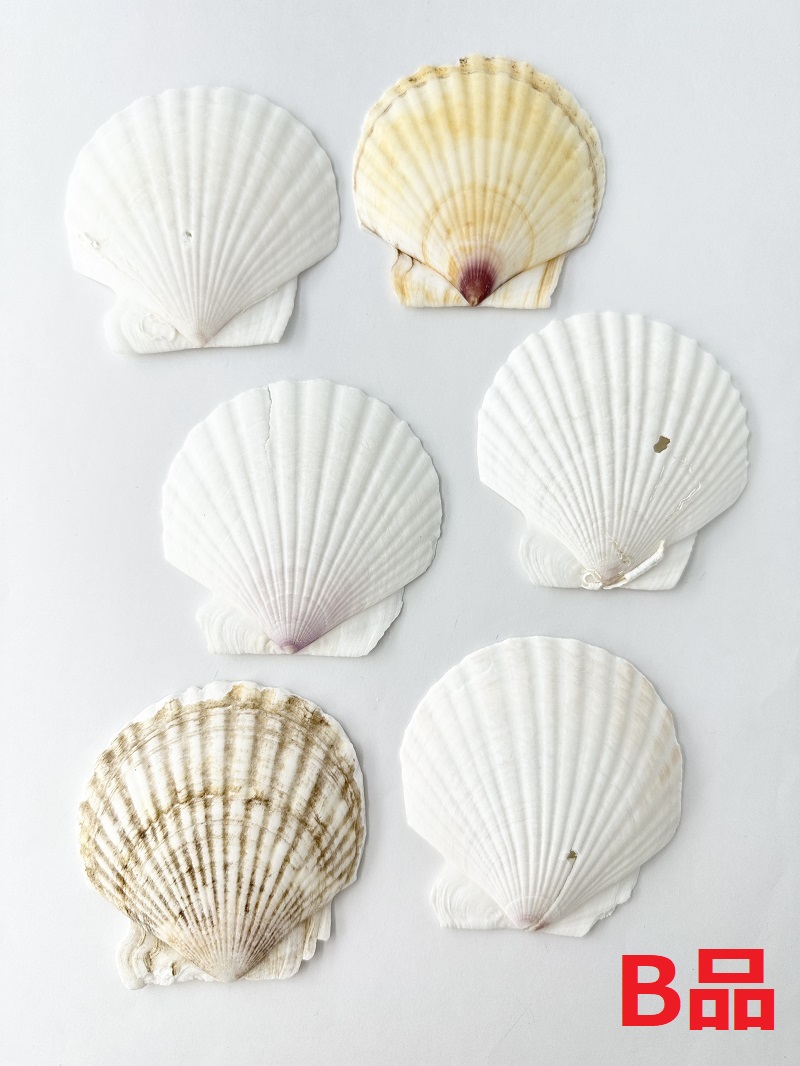 ホタテガイＢ品【約8ｃｍ/10枚】En: Japanese Scallop B-grade (size:8cm, per 10pcs) 貝殻