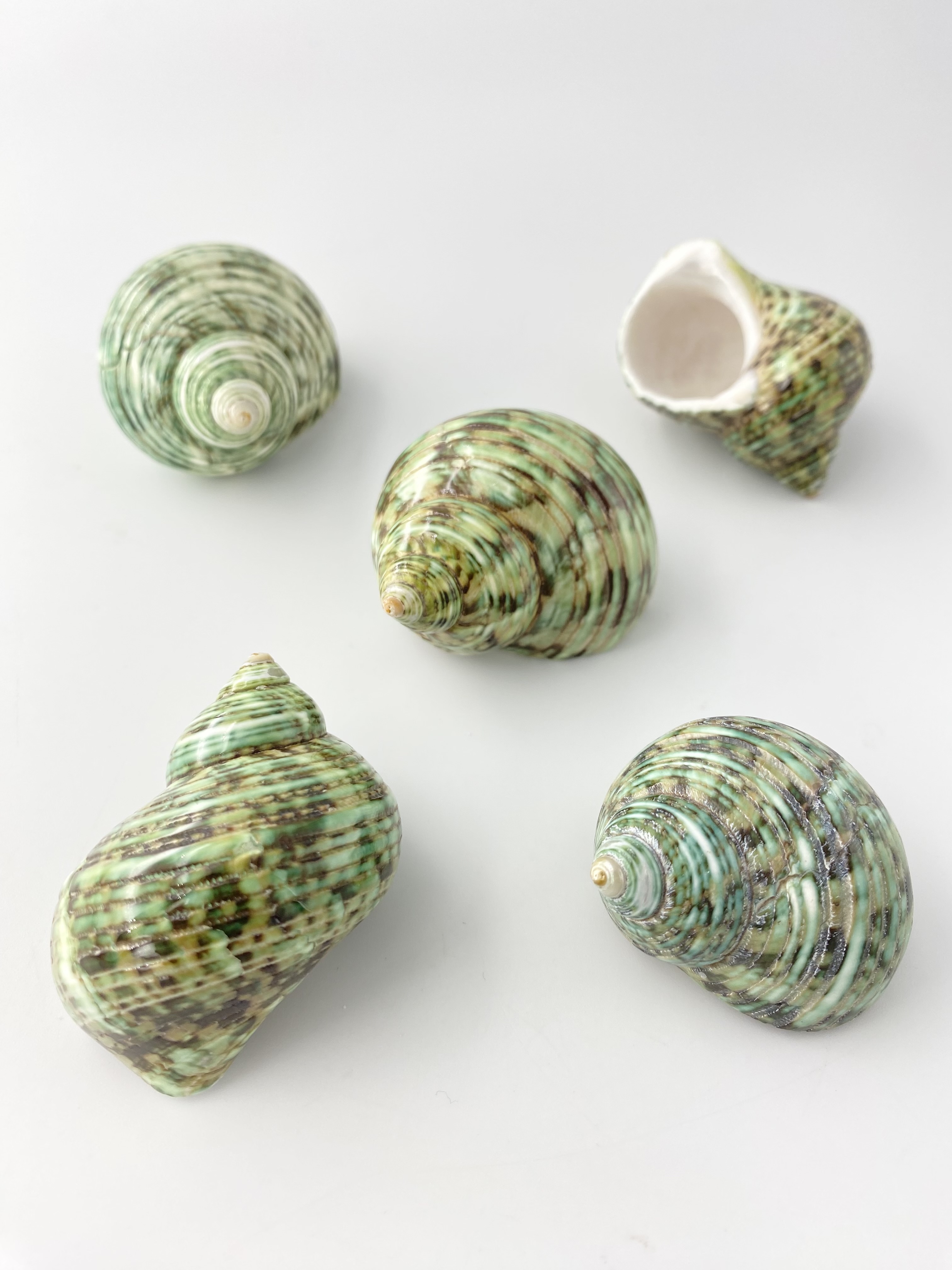 ターボブロゴスグリーン磨き【約4～5ｃｍ/1個】  En: Turbo Burgess polished-green- (Size:4-5cm, per 1pc) 貝殻