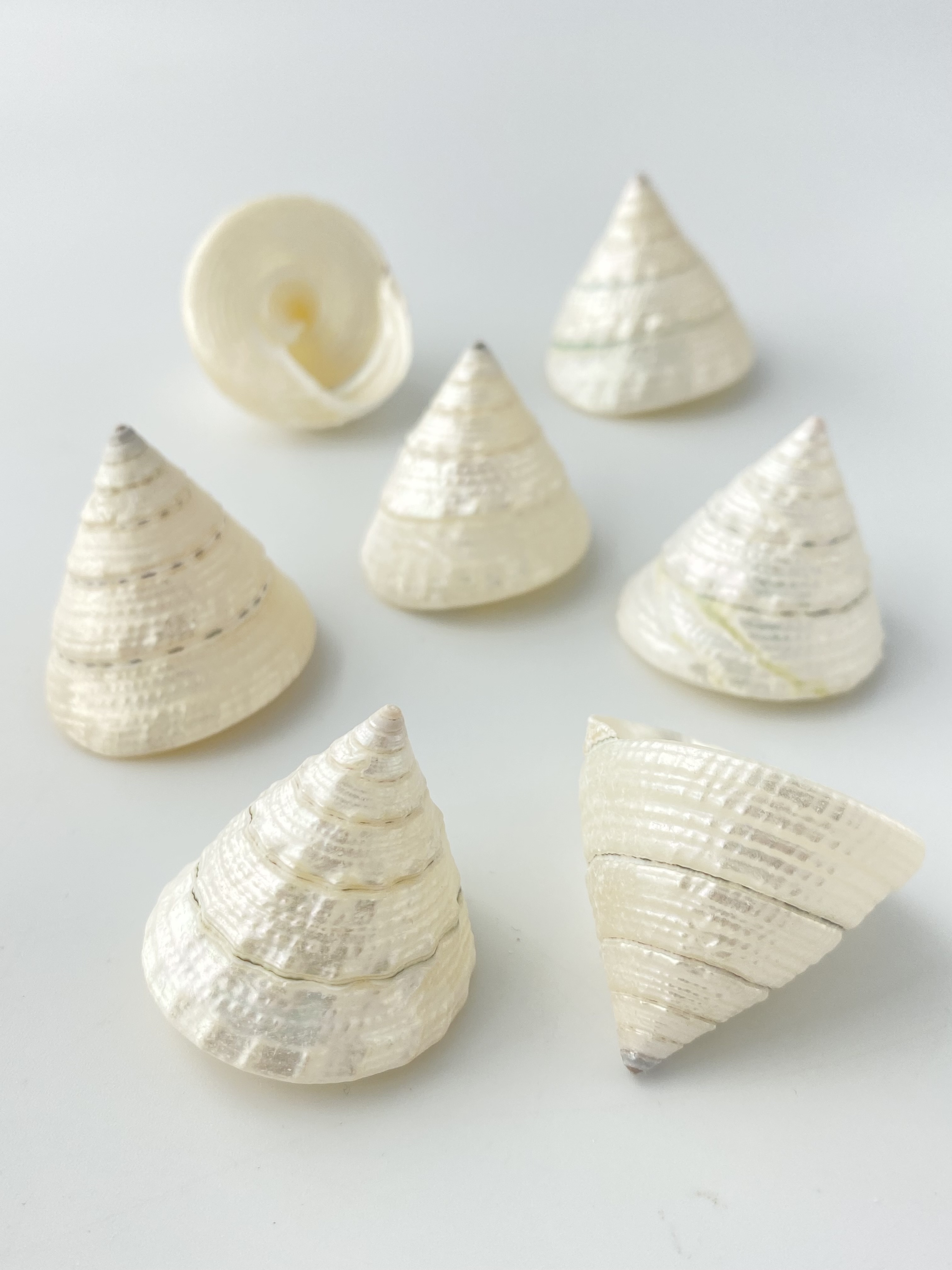 トルゴススティラトス真珠磨き(ムラサキウズガイ)【3.5cm前後/5個入】  En: Trocus stellatus pearlized (Size:approx.3.5cm, per 5pcs) 貝殻