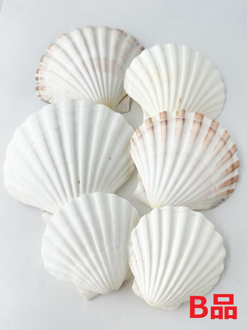 イタヤガイB品【約10～11ｃｍ/5枚入】En: White scallop  B grade (size:10-11cm, per 5pcs) 貝殻