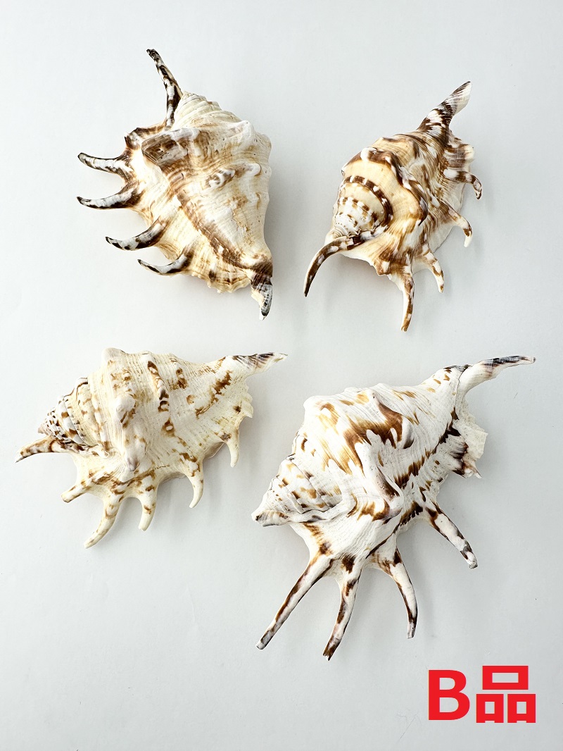 クモガイタイガーB品【約11～14ｃｍ/1個】En: Lambis Lambis B grade - Tiger (size:11-14cm, per 1pc) 貝殻