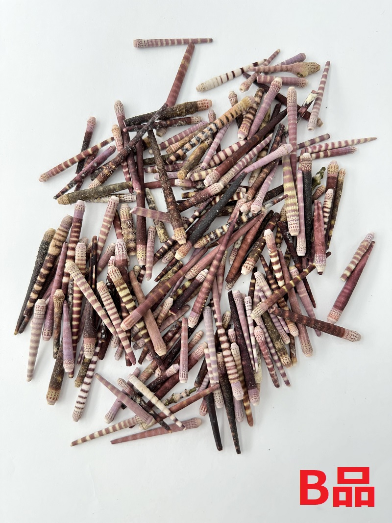 ノコギリウニのトゲB品【約2～6ｃｍ/50ｇ】[メール便可-4袋まで]    En: Sea urchin spine B grade (Size:2-6cm, per 50g) 貝殻